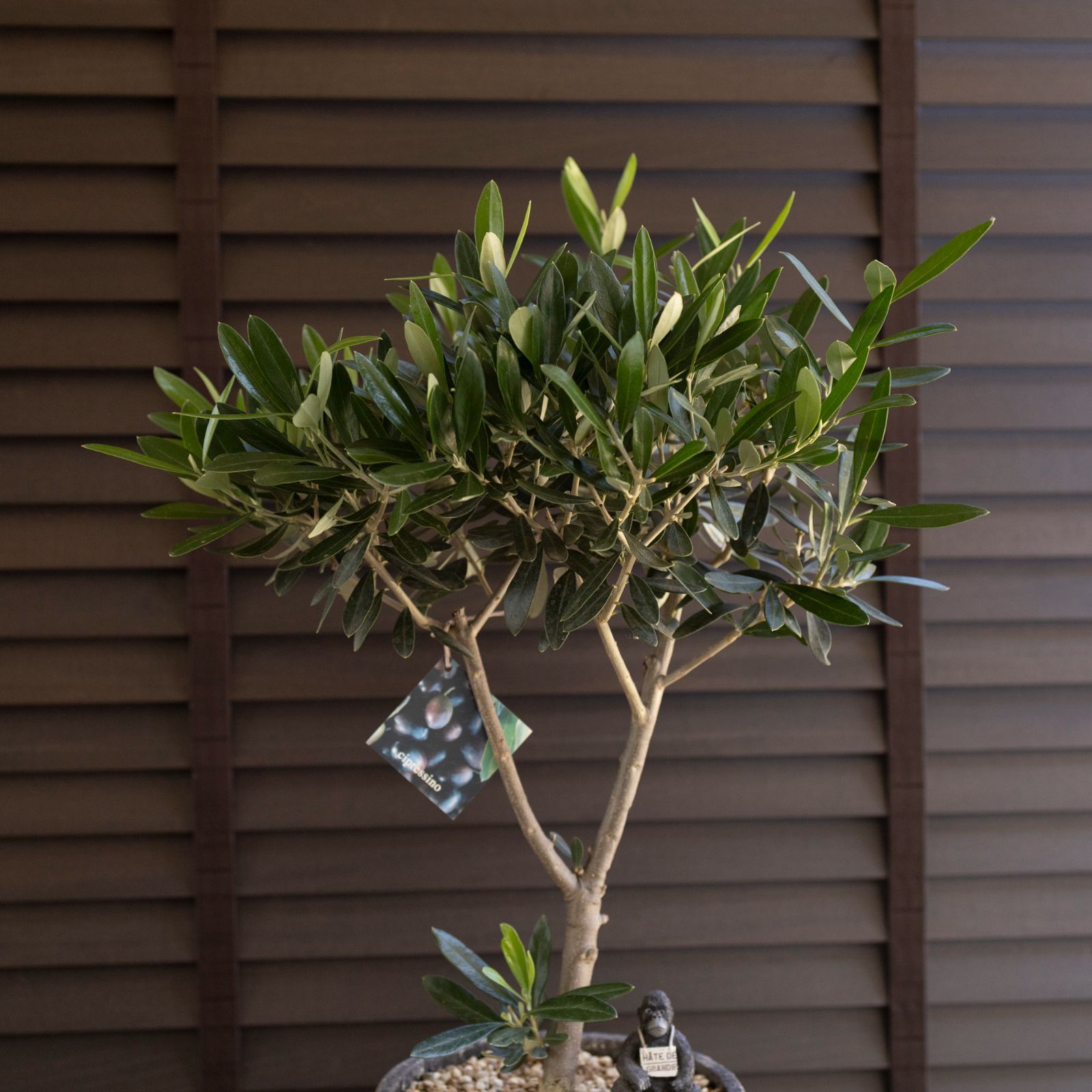 ✨ ⭐oliveの木⭐✨ olive-leccino-76_1.jpg?1735093357