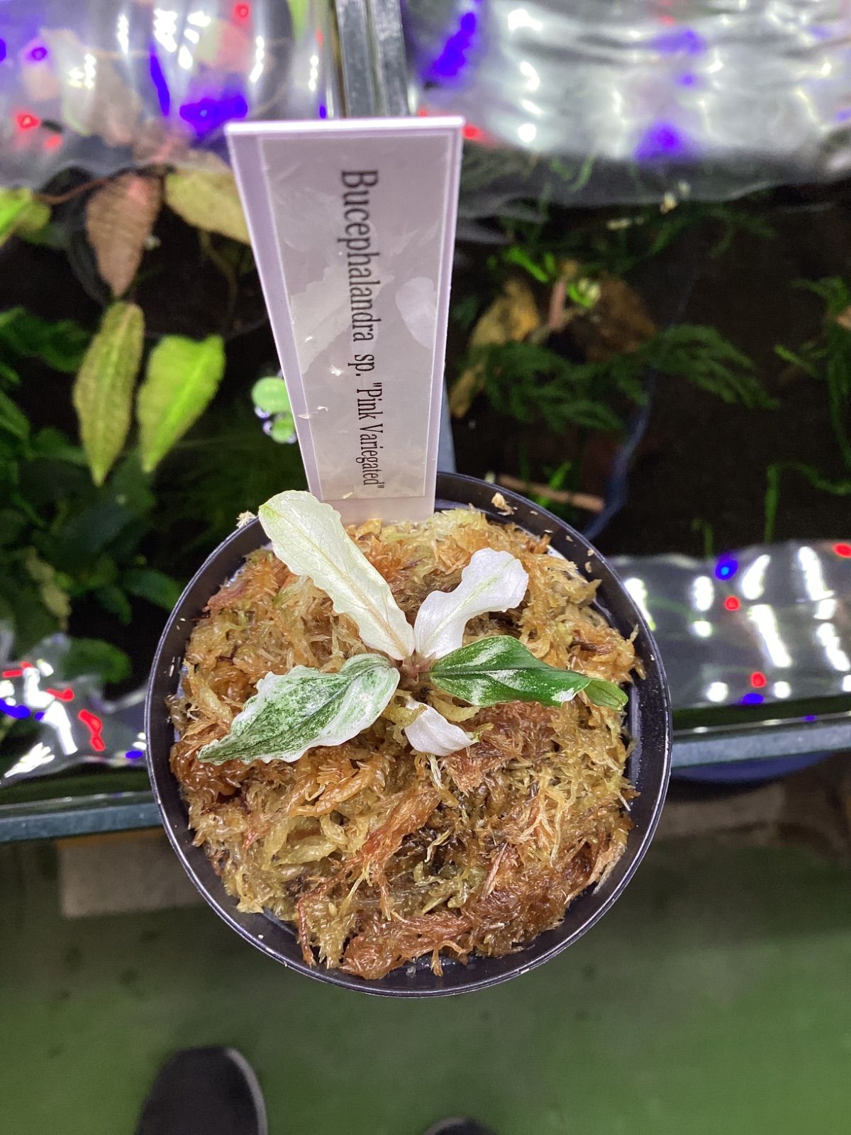 ブセファランドラsp.pink variegata（ピンクバリエガータ）水上株 ブセファランドラ sp. ピンクバリエガータ Bucephalandra sp