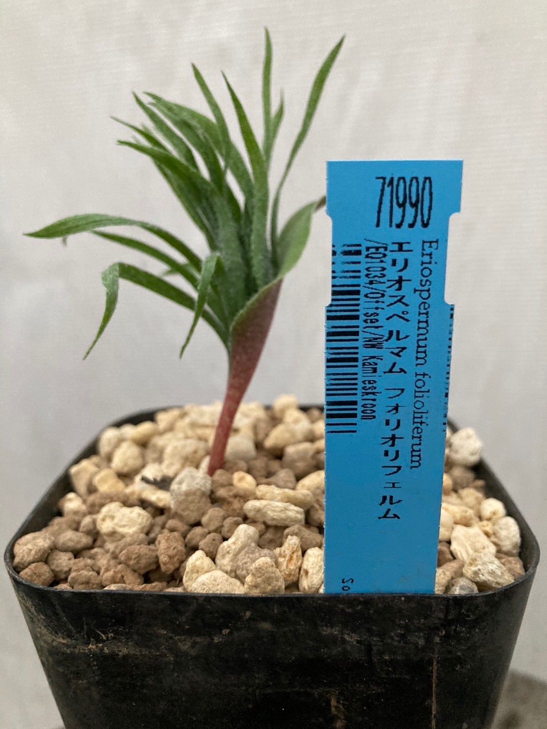 エリオスペルマムフォリオフェルム