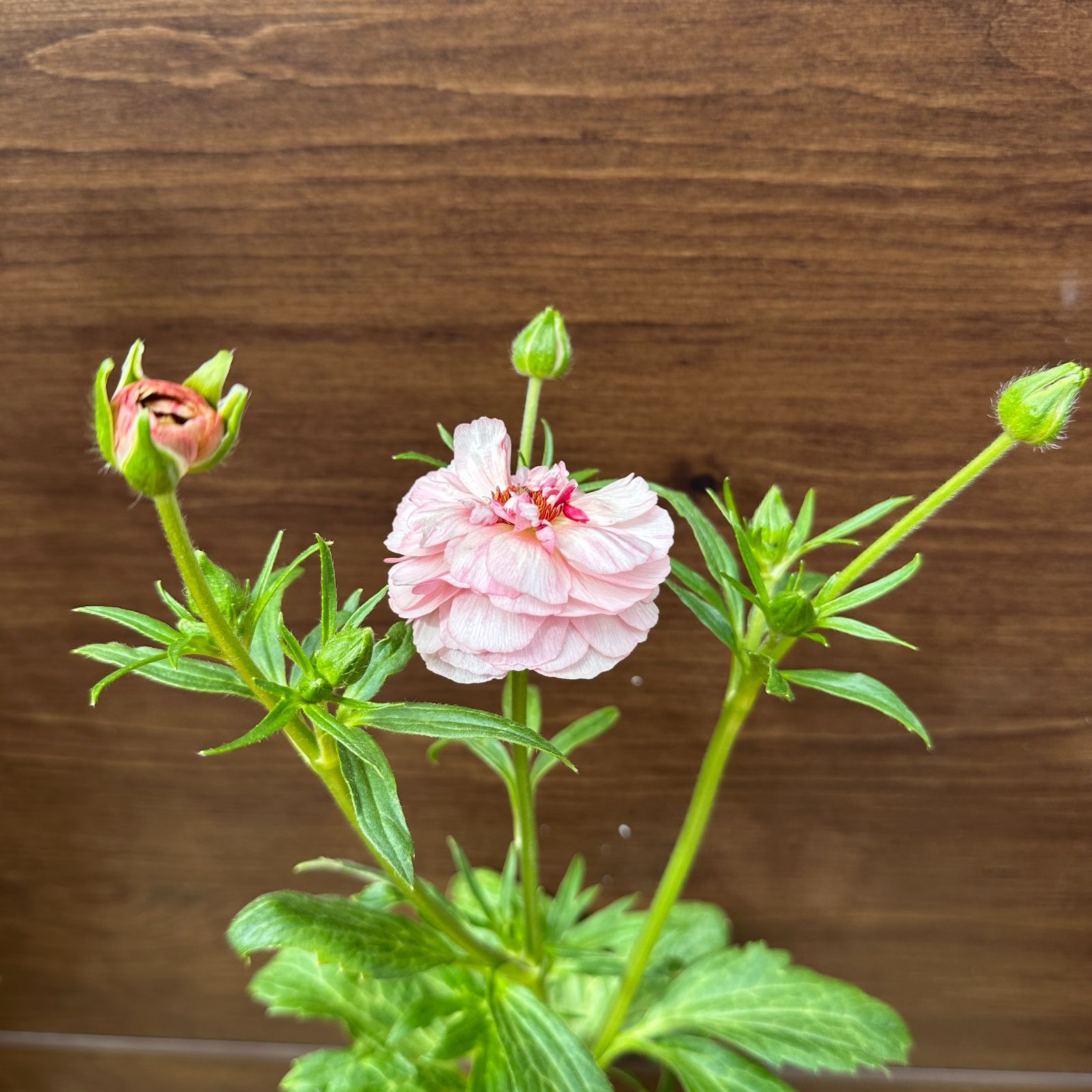 ラナンキュラスラックス苗 3品種 【公式通販】