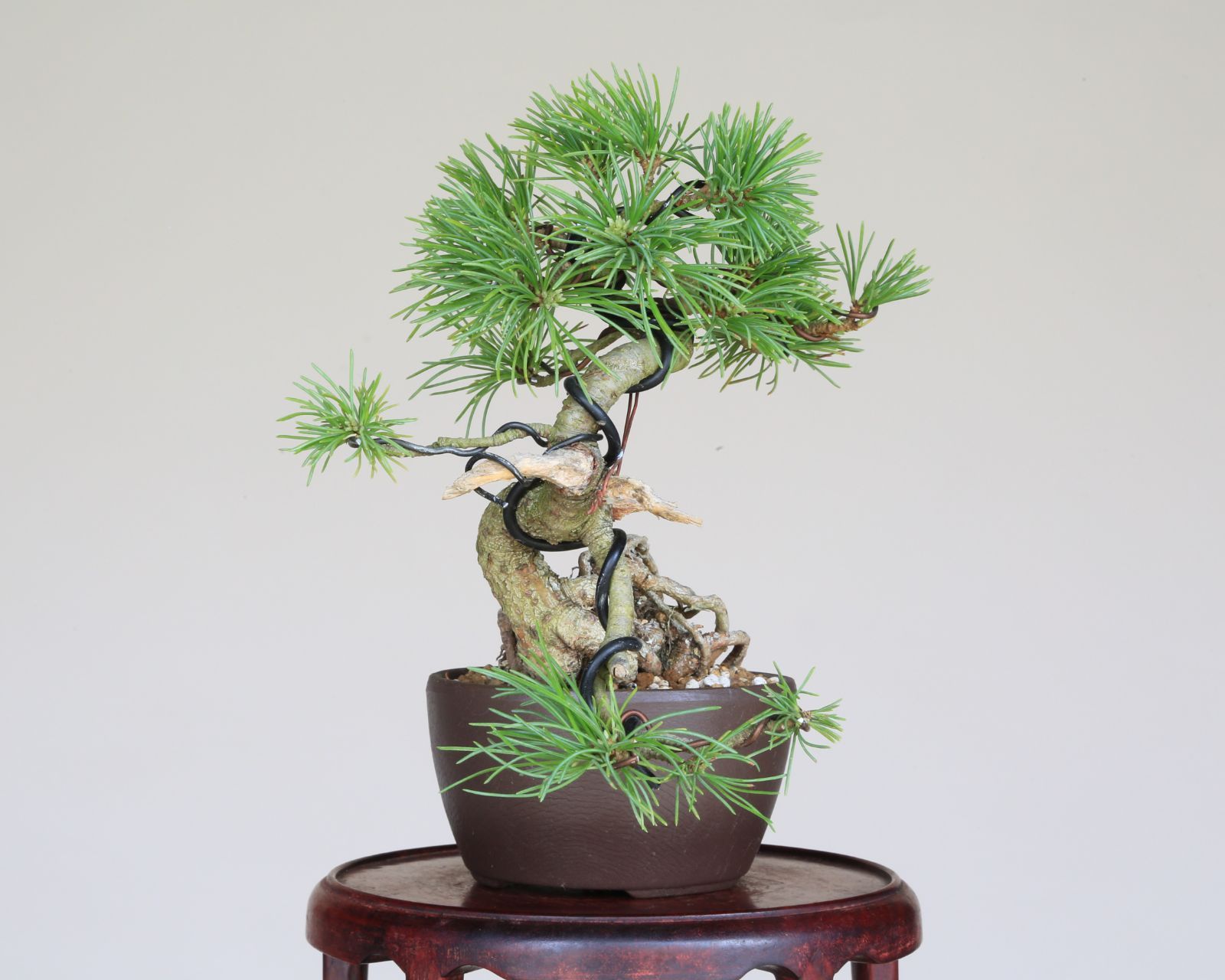 根上り 小品盆栽