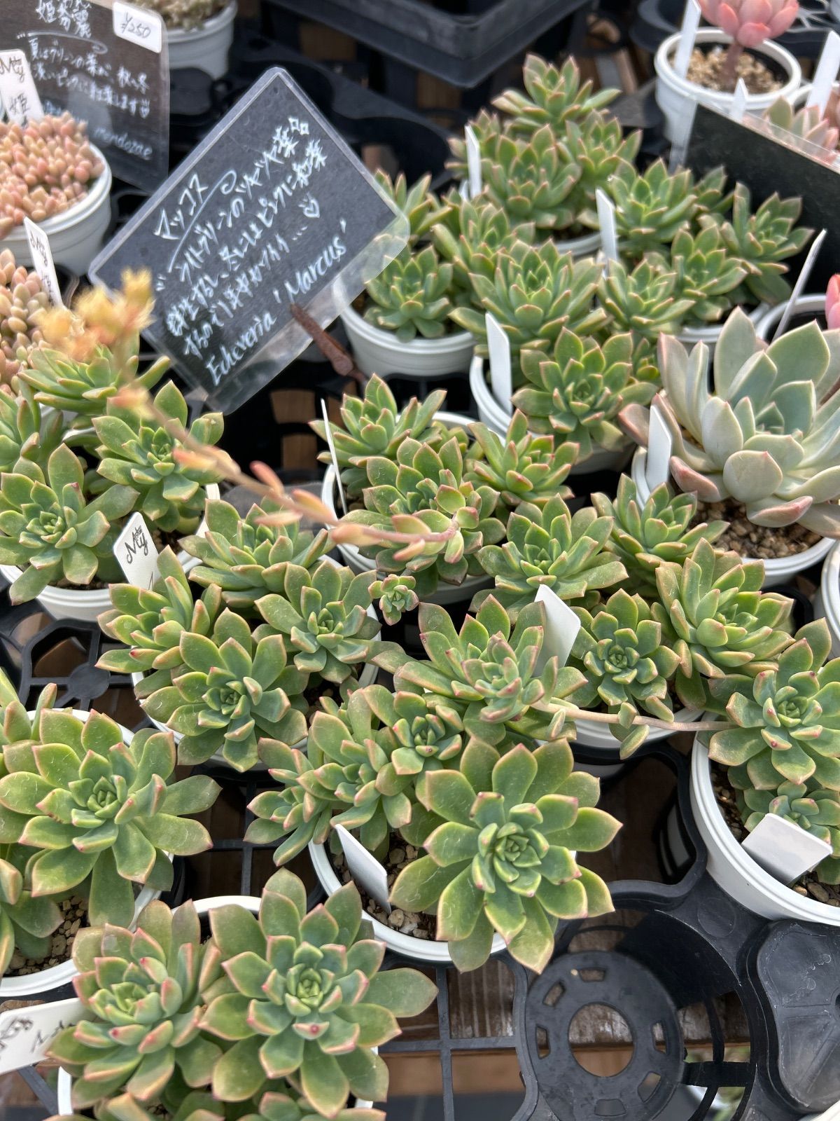 マッコス 多肉植物 セデベリア カット苗 - メルカリ