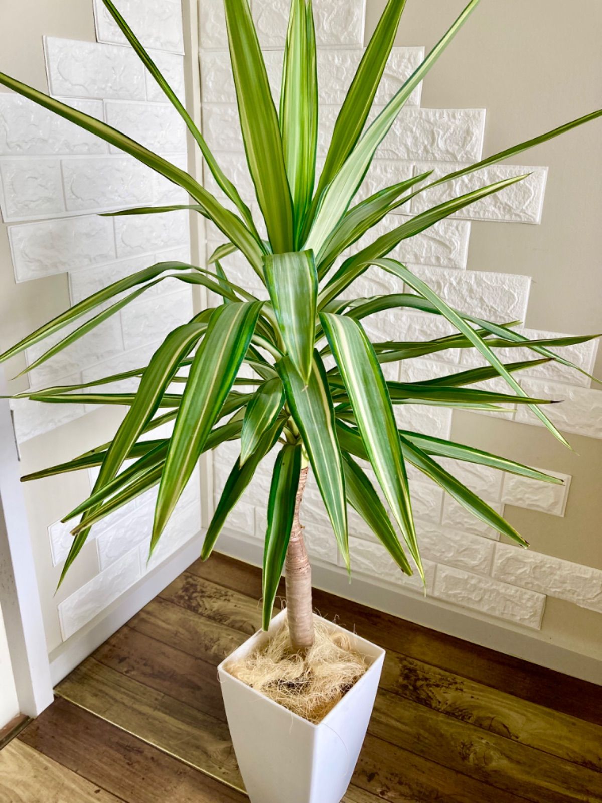 ユッカ 　根＆新芽付き ユッカ 観葉植物 根＆新芽付き