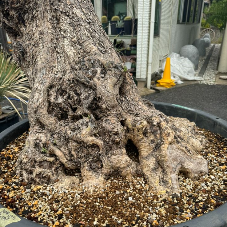 オリーブ古木2 Old Olive 古木オリーブ［No.07］× 11号鉢 (φ33cm) | Botanic