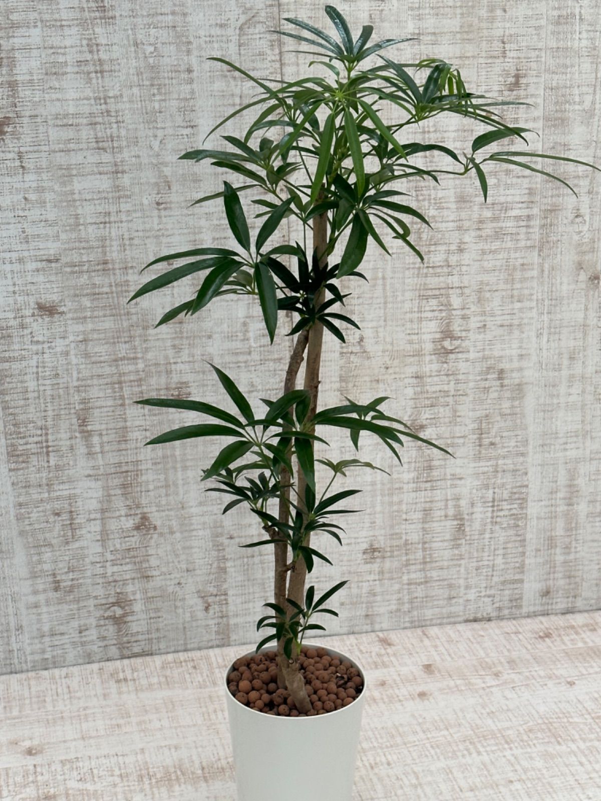 人気の福袋 21正規激安 新品 未使用 観葉植物 シェフレラ アンガスティフォリア 植物 観葉植物 Www Awarestorebr Com Br Www Awarestorebr Com Br