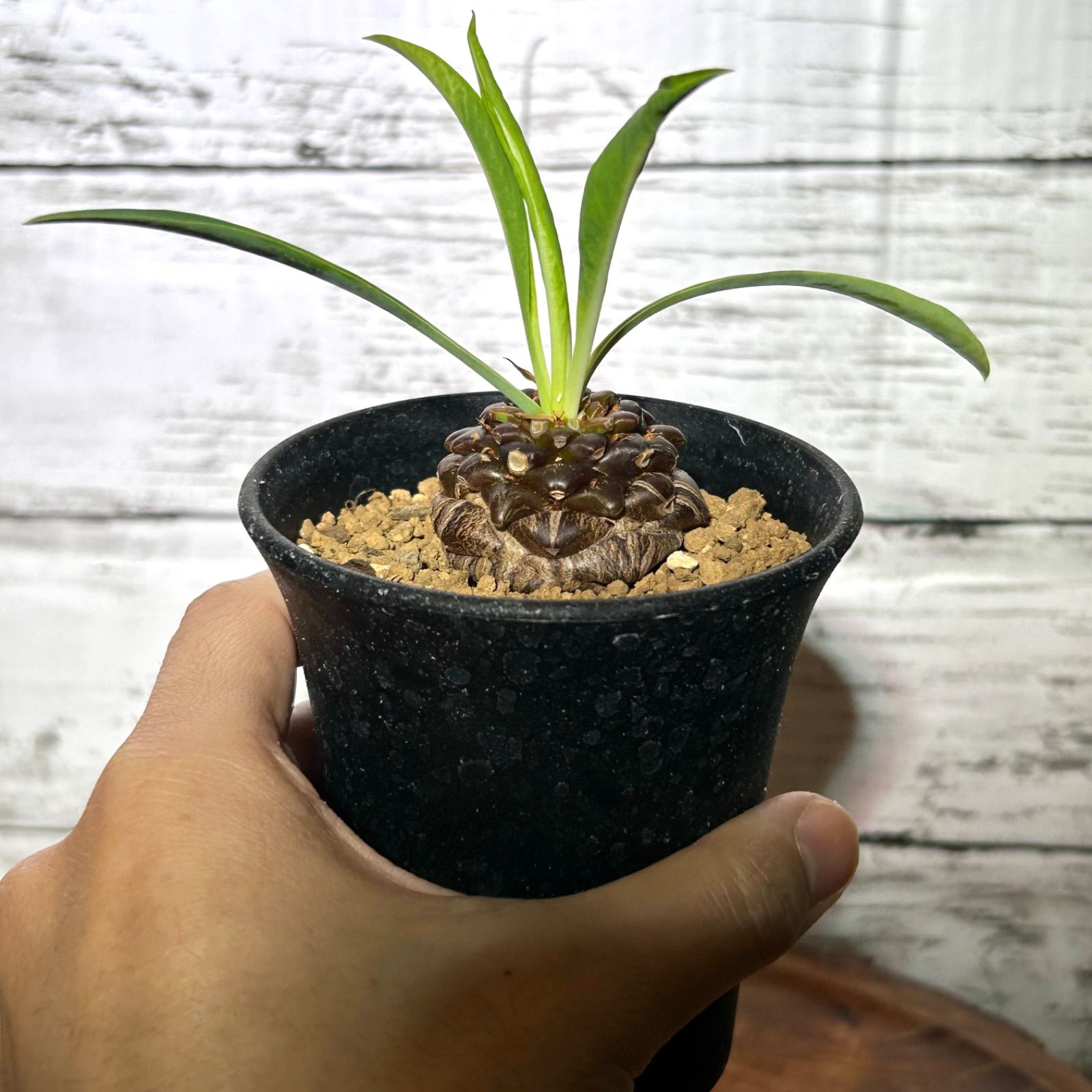 最大10 Offクーポン 新品 未使用 亀甲竜 ディオスコレア エレファンティペス 植物 観葉植物 Lavacanegra Com Mx Lavacanegra Com Mx