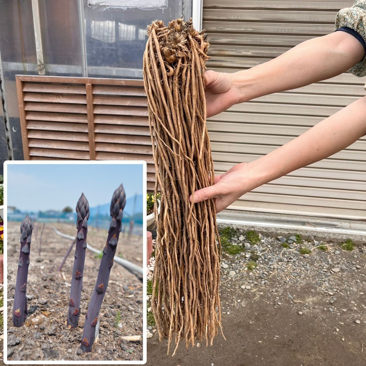 紫アスパラの苗 満味紫 マンミムラサキ 特大大株 10株 新潟県産 アスパラガス 苗 野菜 全国 他品同梱可