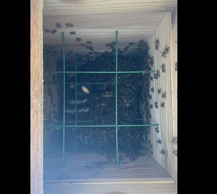日本蜜蜂の重箱式巣箱 2段
