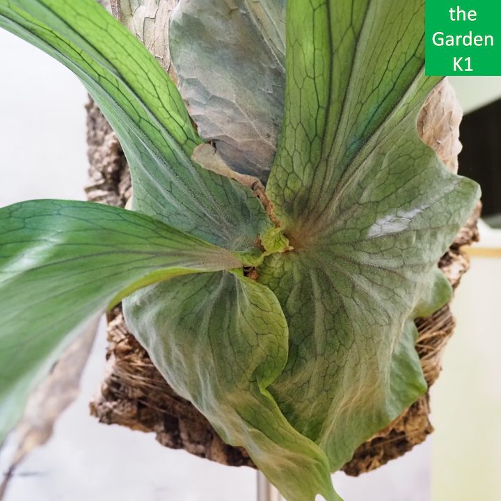 ビカクシダ スパーバム 板付 観葉植物 コウモリラン ビカクシダ（コウモリラン）・スパーバムの育て方：苔玉から板