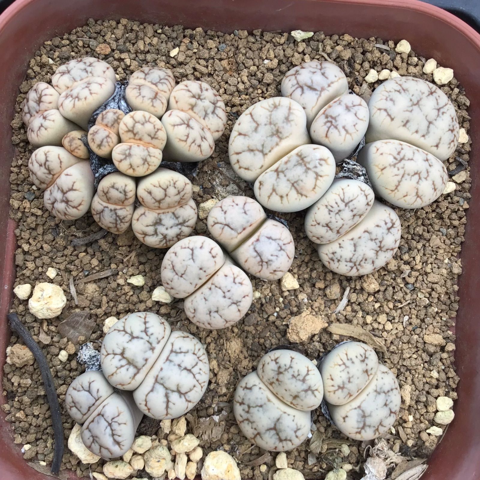 ☆リト－プス C188 werneri☆ 雲映玉 小さなリト雲映玉に、短い花びら♪: 仙人の１２ヶ月