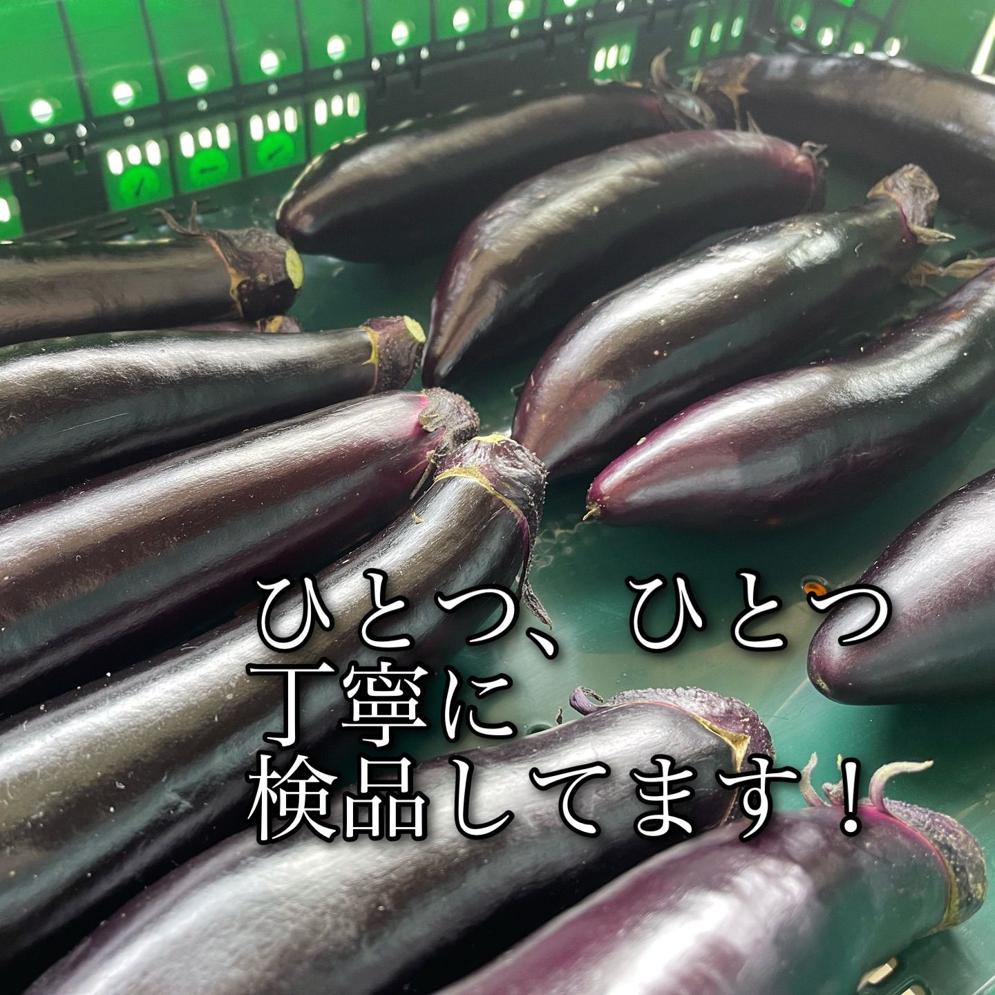 朝採り 新鮮野菜