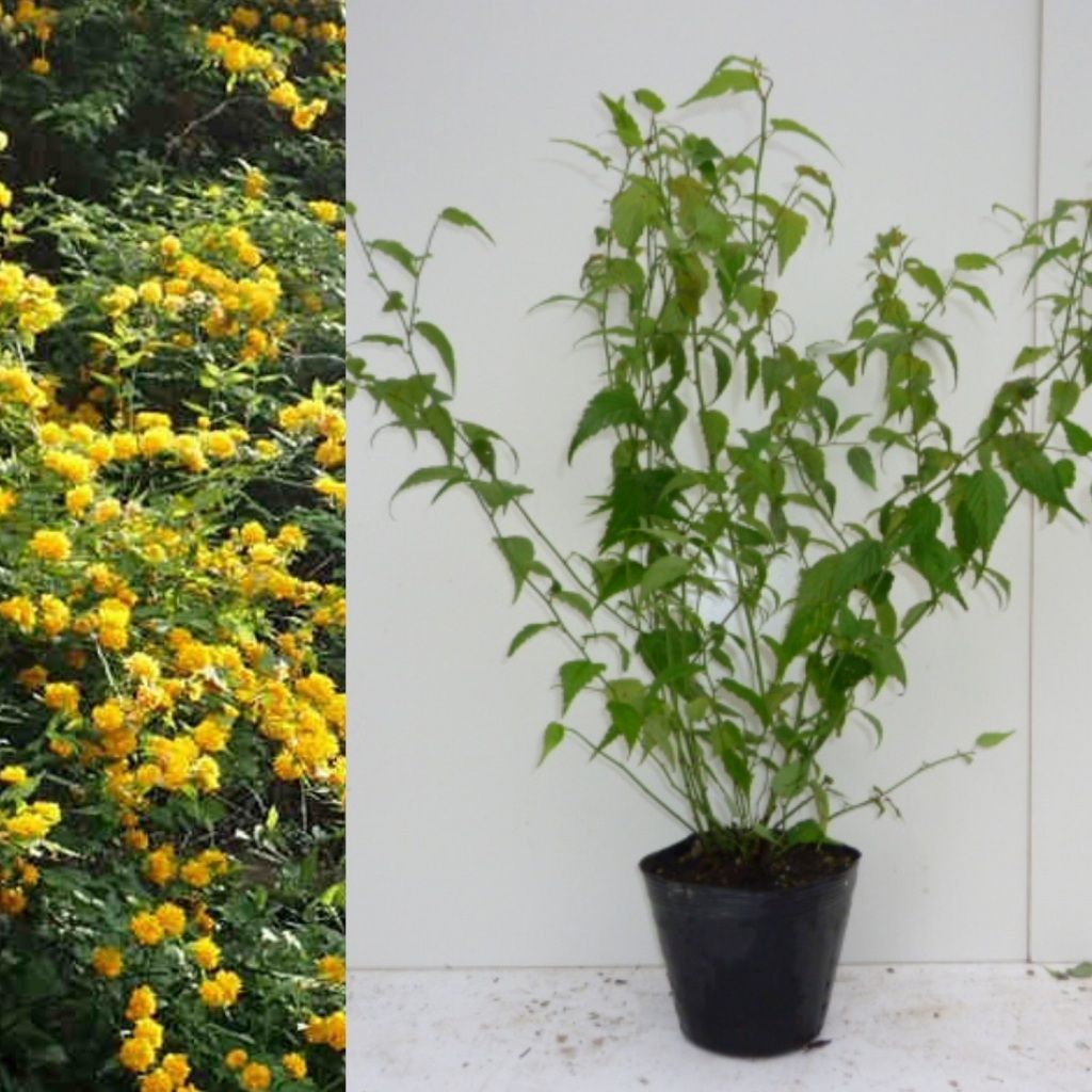 ライチ苗　クエイメイピンク　8号　実付き ライチ苗 クエイメイピンク 8号 実付き