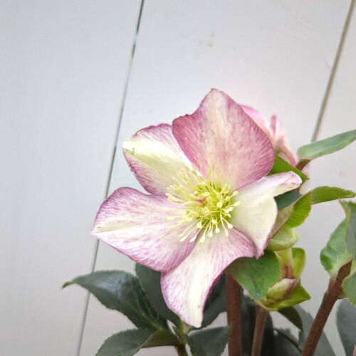 完全生産者限定品 クリスマスローズ　氷の薔薇シリーズ　ダークピコティ ５号鉢 【開花鉢でのお届けは11月中旬～3月中旬頃まで】