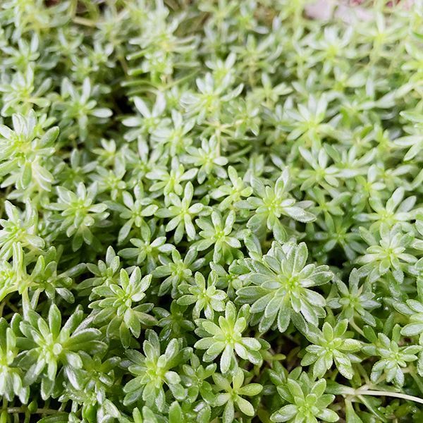 完売　　紅葉中！森で野生化超絶ワイルド【モリムラマンネングサ】セダム＊多肉植物 完売 紅葉中！森で野生化超絶ワイルド【モリムラマンネングサ