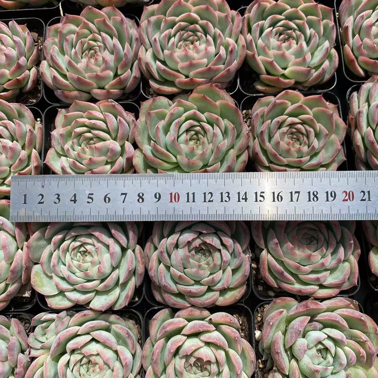 抜き苗 シルエット ZM1574×35株 ふっくら 多肉植物 エケベリア