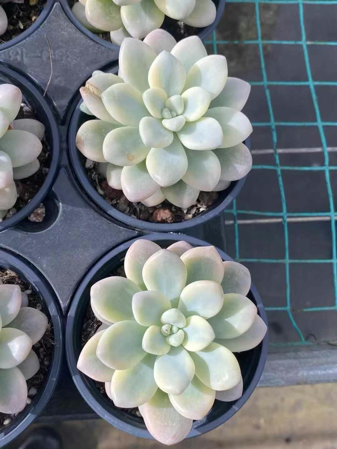 新入荷 晴れた空 鮮やかな105苗セット 土と根付き 多肉植物 エケベリア