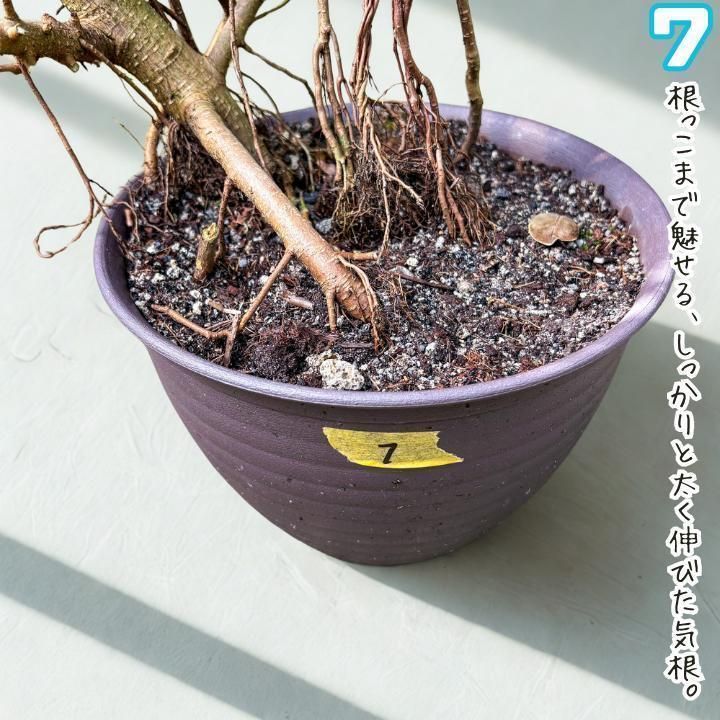 ✨パンダガジュマル No.7【盆栽仕立て】✨ ✨パンダガジュマル No.7【盆栽仕立て】✨ - メルカリ