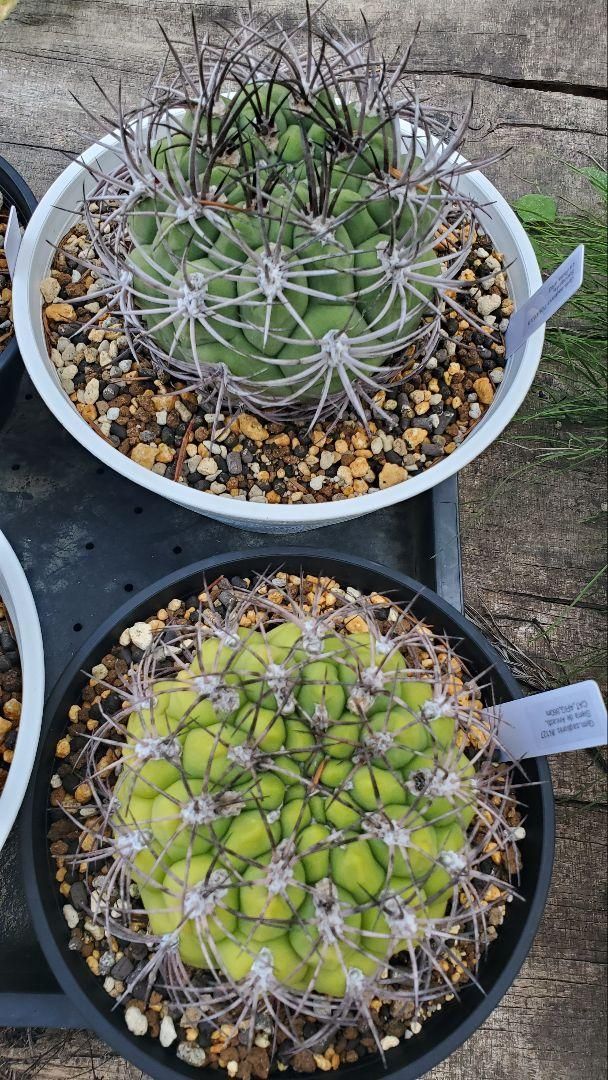 FNつき 25種類セット