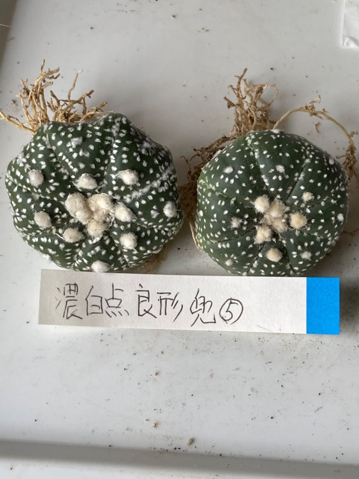 国内実生兜 スーパー兜 大疣（全幅12cm×全高7cm）特大株 H5 大