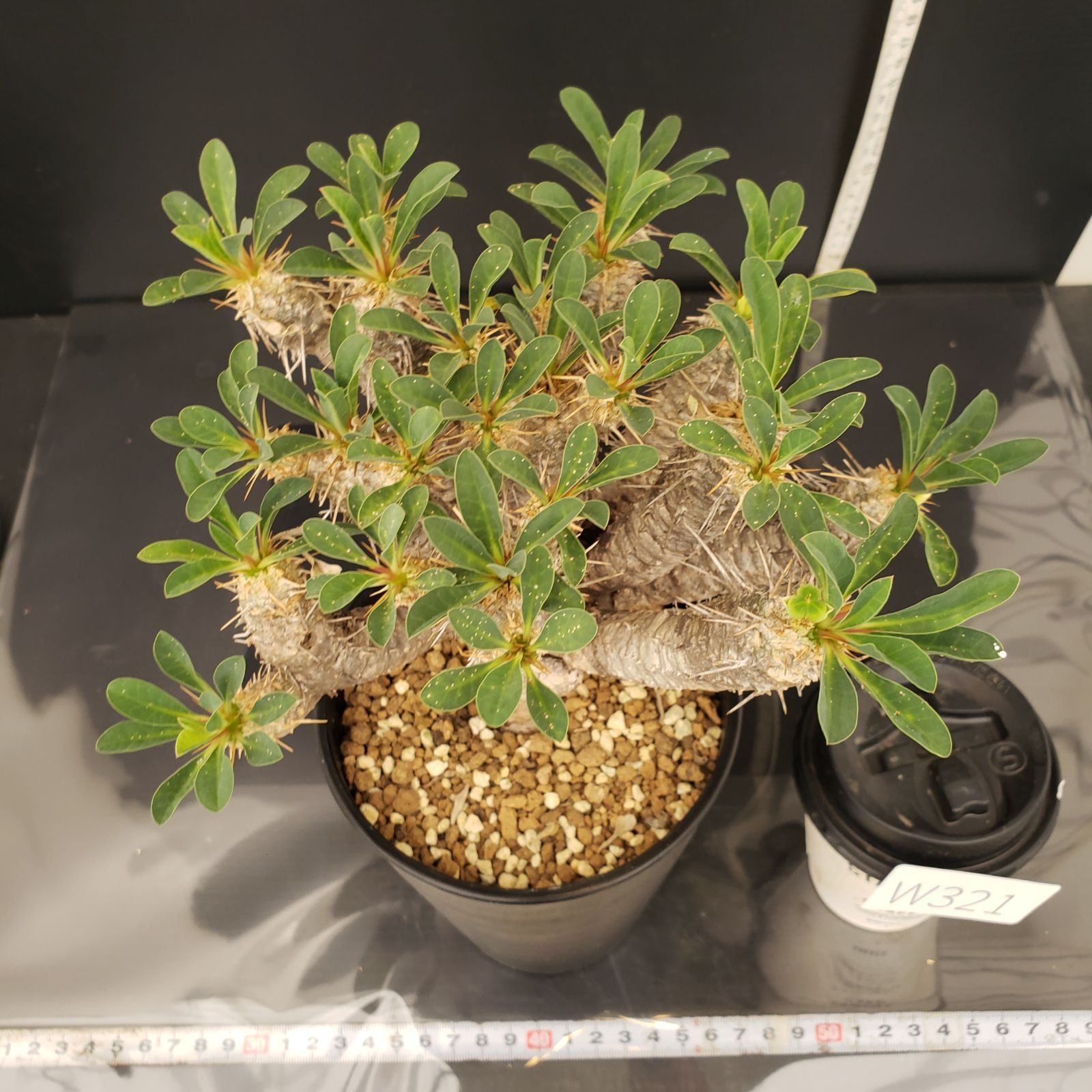 ユーフォルビア ギラウミニアナ 現地球 発根済み 現04 ギラウミニアナ