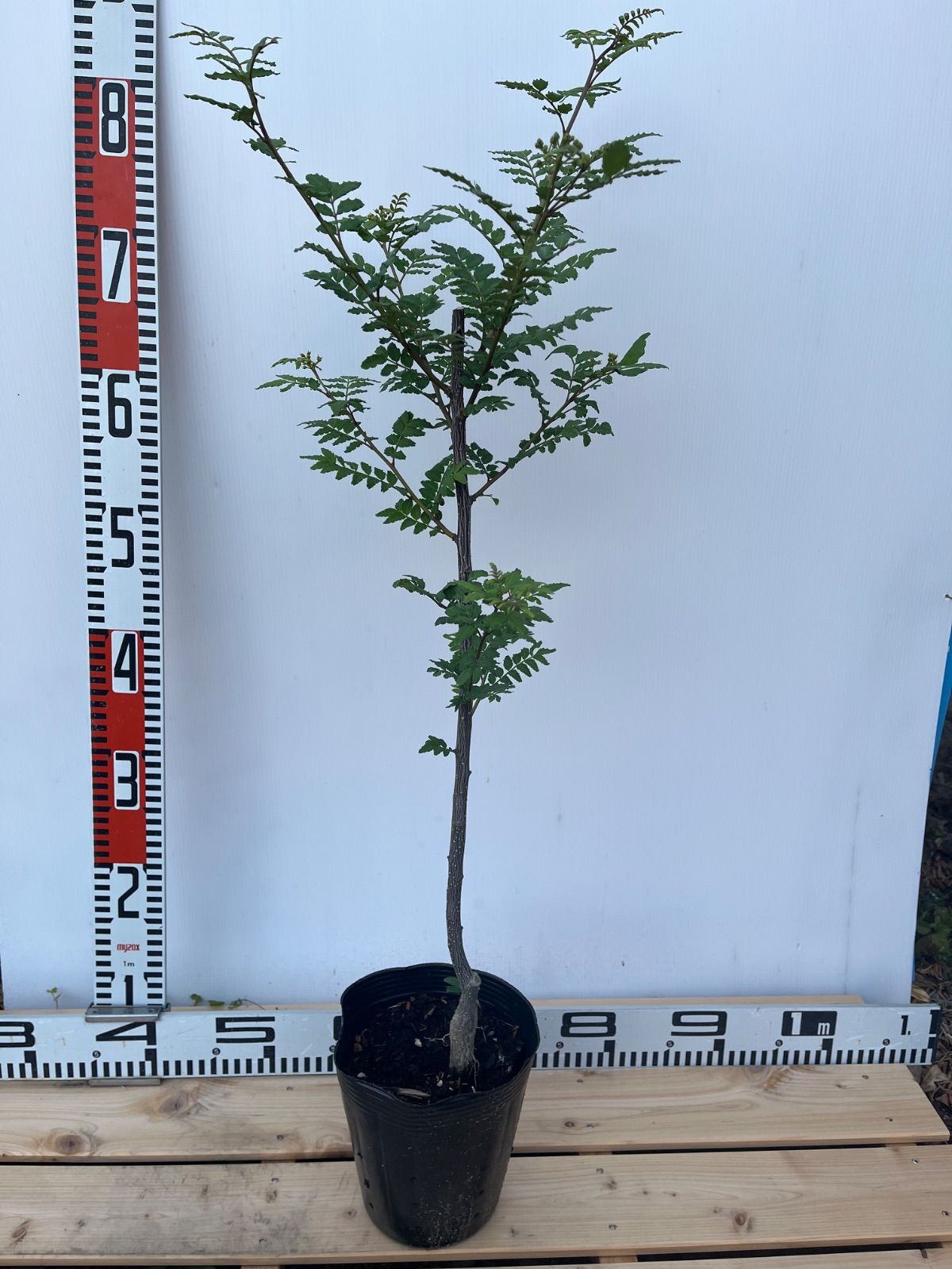 マウンテンリサーチ アナルコランタン 初期モデル LEDライト付きの希少品