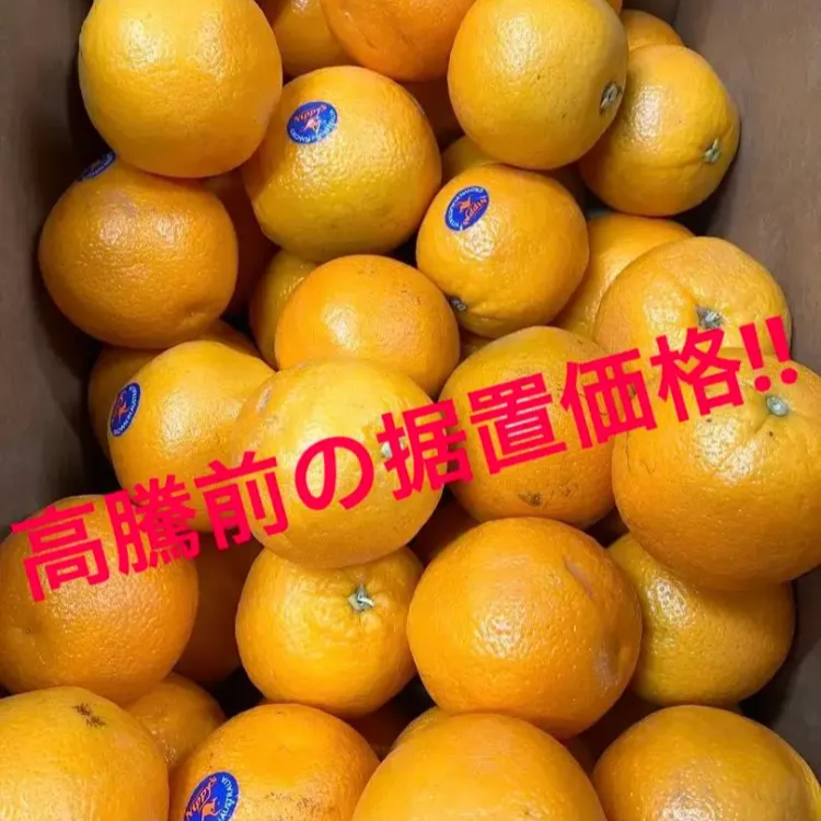 バレンシアオレンジ　箱込み5kg    小田原・江の浦産　農薬不使用