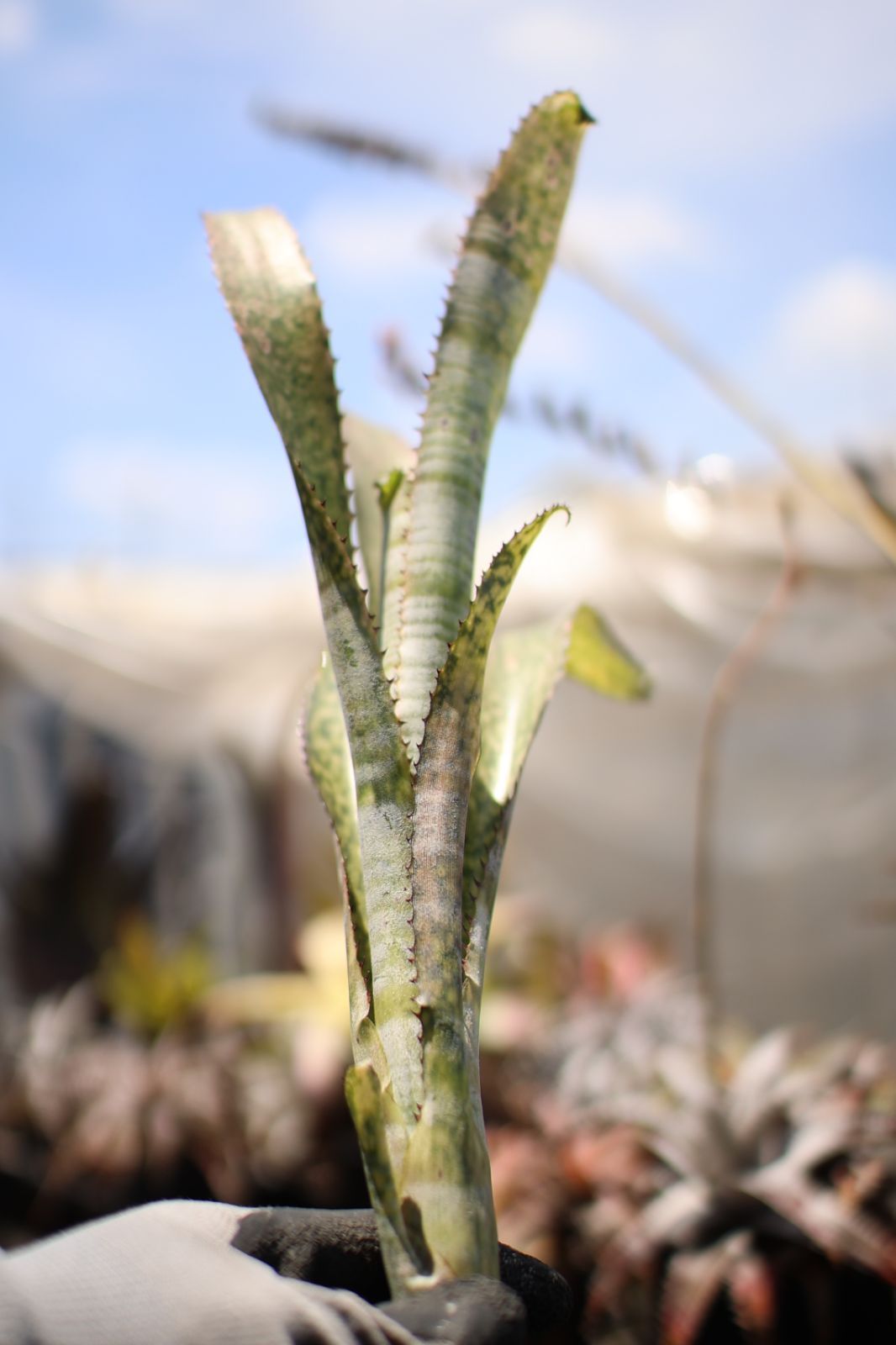ブロメリア・エアープランツ Billbergia Kolan Off Spring Yahoo