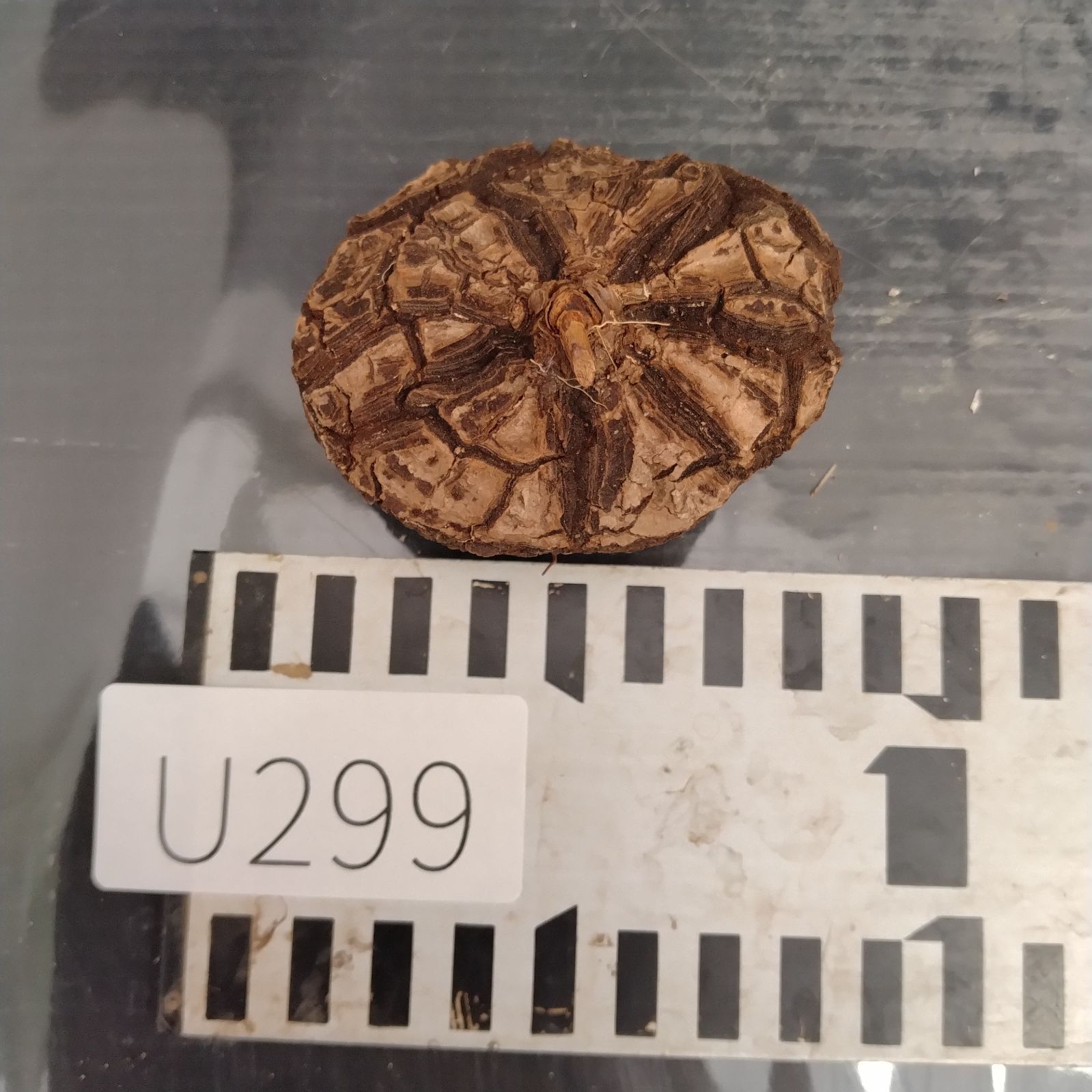 ユ*カ様 メキシコ亀甲竜（９Aラベル）　塊根植物　珍奇植物　ディオスコレア・メキ ユ*カ様 メキシコ亀甲竜（9Aラベル） 塊根植物 珍奇植物