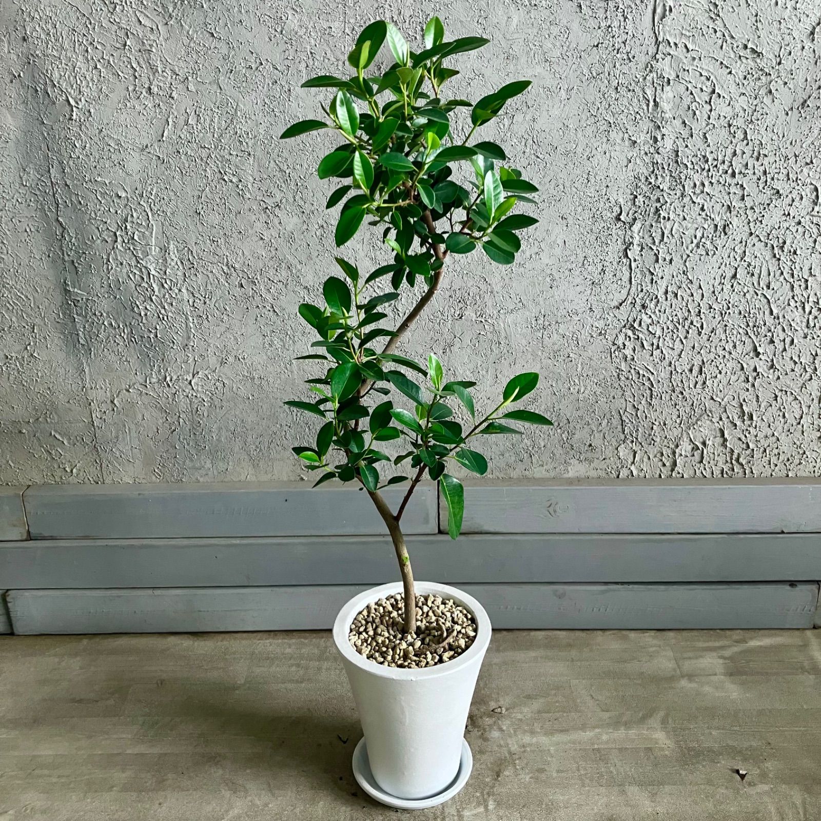 美形 曲がり仕立て