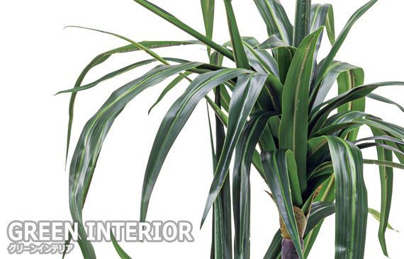 GREEN INTERIOR グリーンインテリア ドラセナ