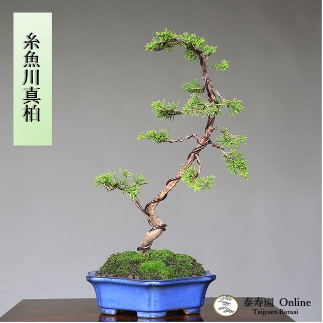 糸魚川真柏 文人調 小品盆栽【泰寿園 Online】現品 一点物 松柏 真柏 贈り物 植物 2 - メルカリ