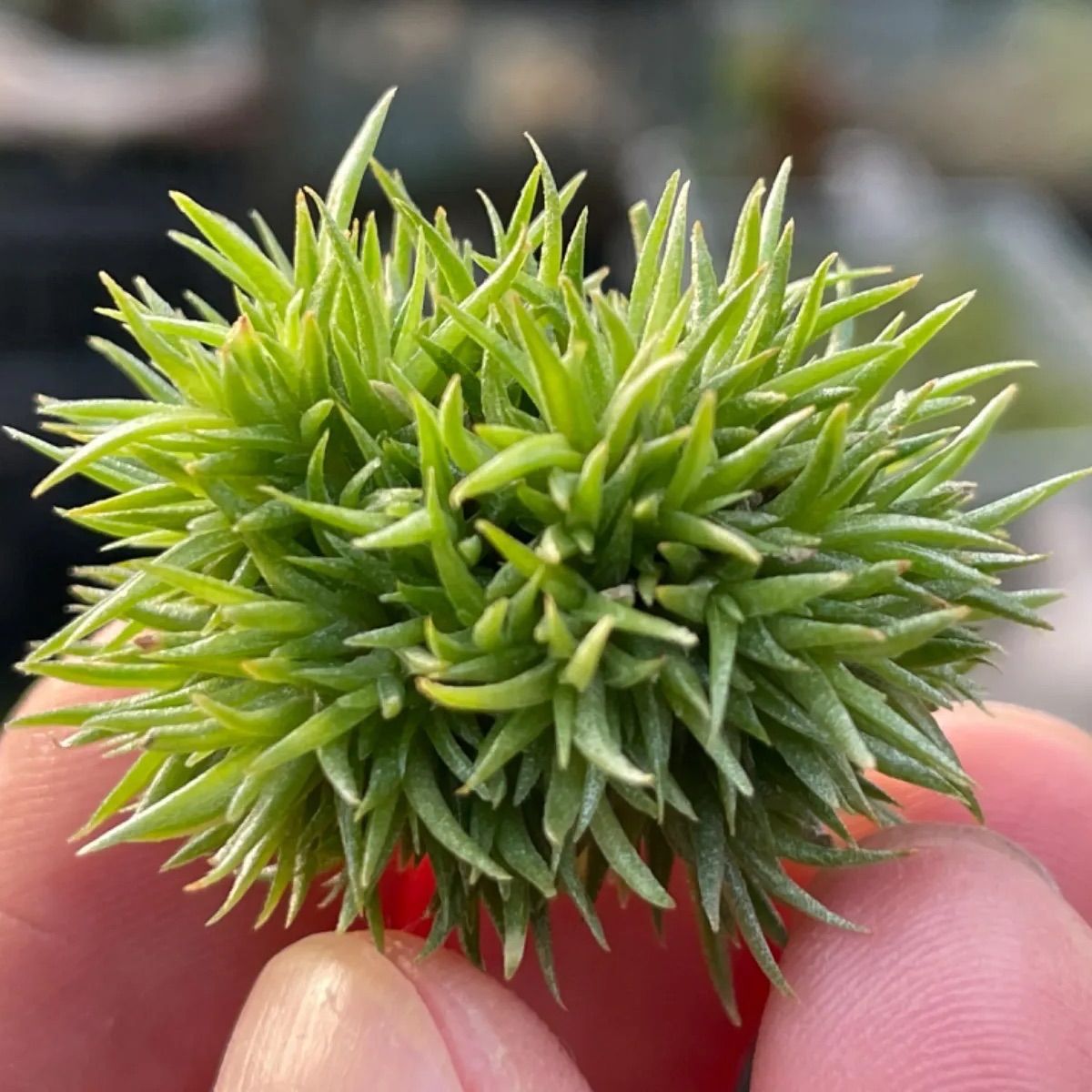 チランジア アエラントス テディベア Tillandsia aeranthos Teddy Bear