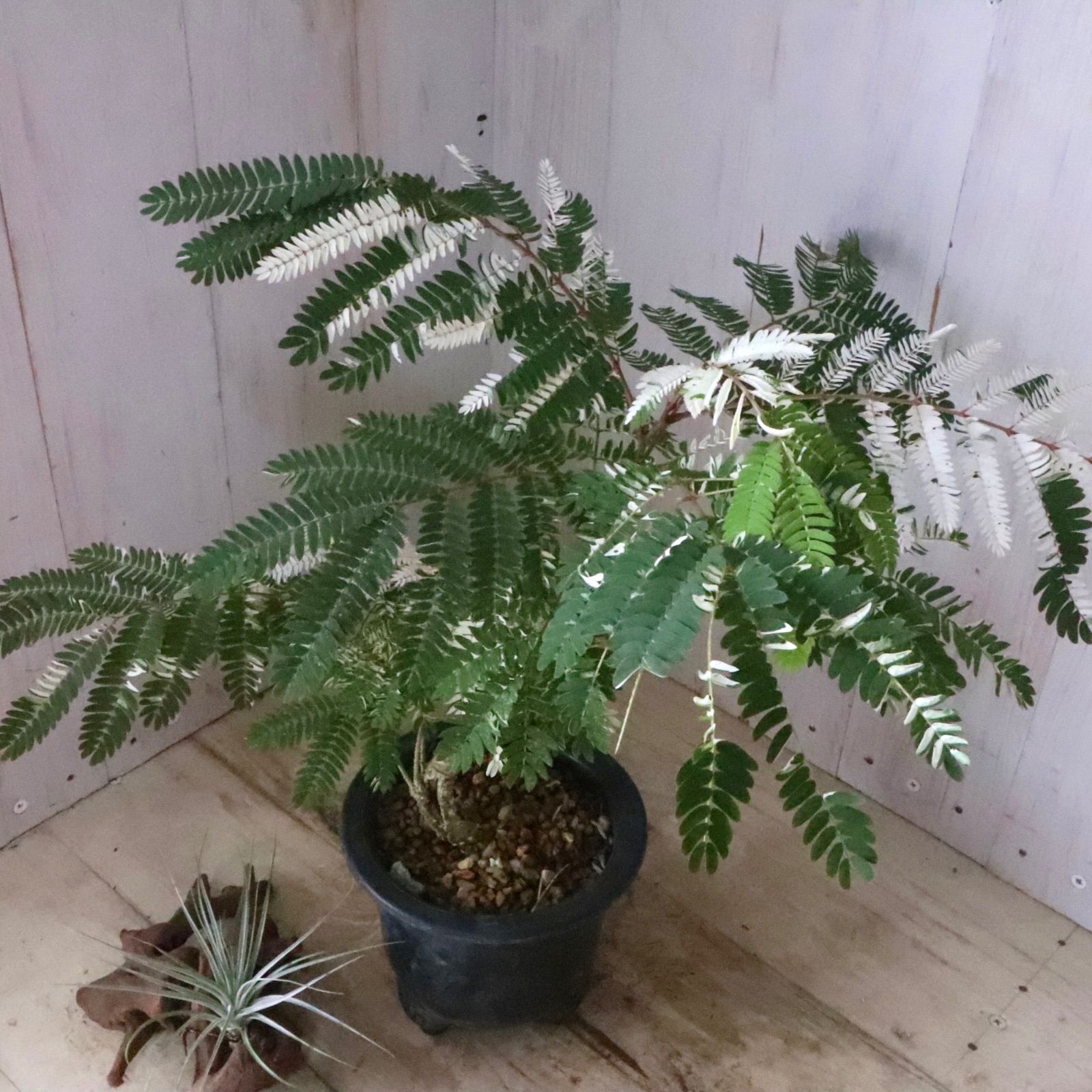 希少♡斑入り♡エバーフレッシュ♡ネムの木♡観葉植物♡インテリア♡ 希少♡斑入り♡エバーフレッシュ♡ネムの木♡観葉植物♡インテリア