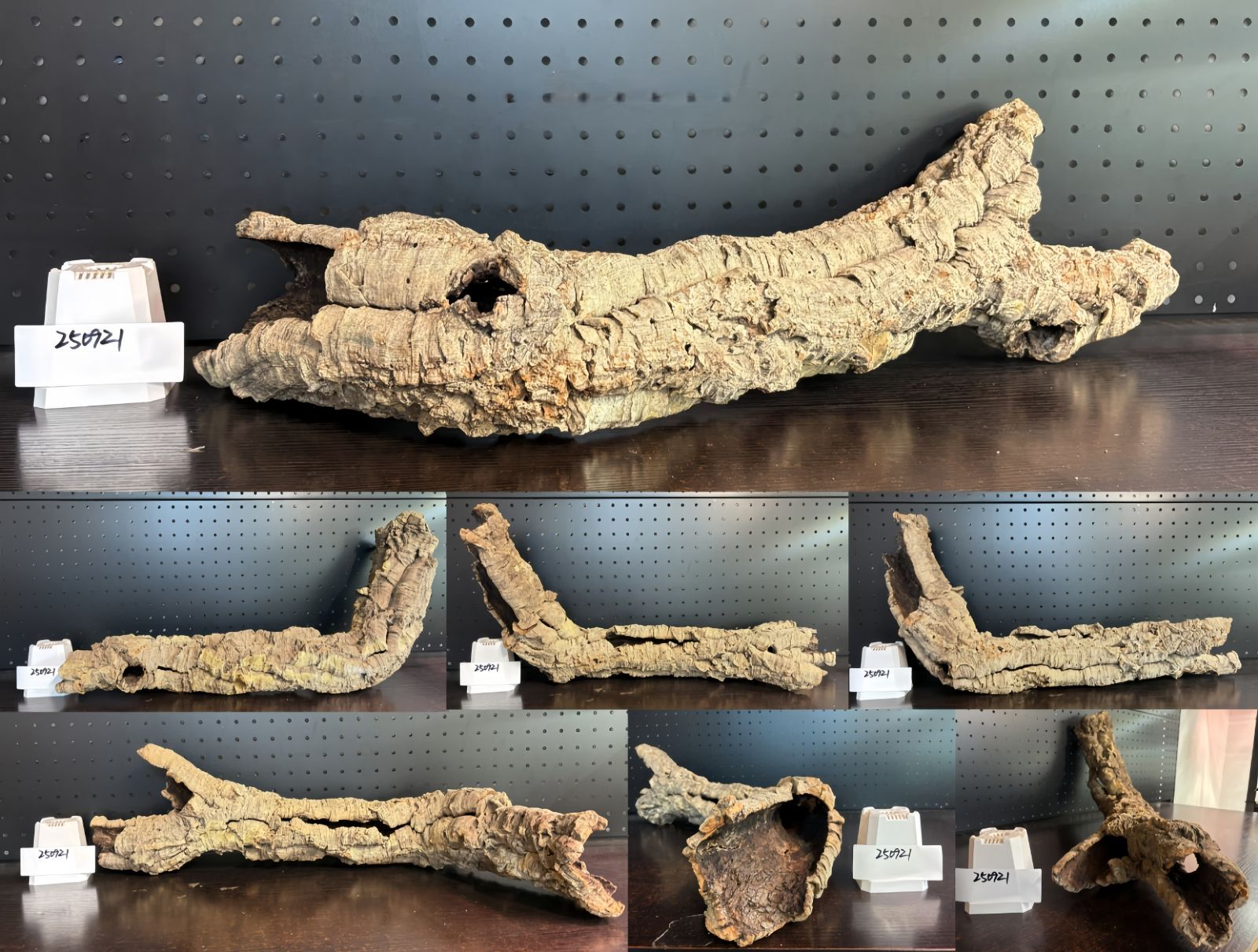 250921 ポルトガル産 キャノンコルク コルク樹皮 コルク板 バージンコルク 送料無料 チランジア ビカクシダ 着生ラン 両生類 爬虫類