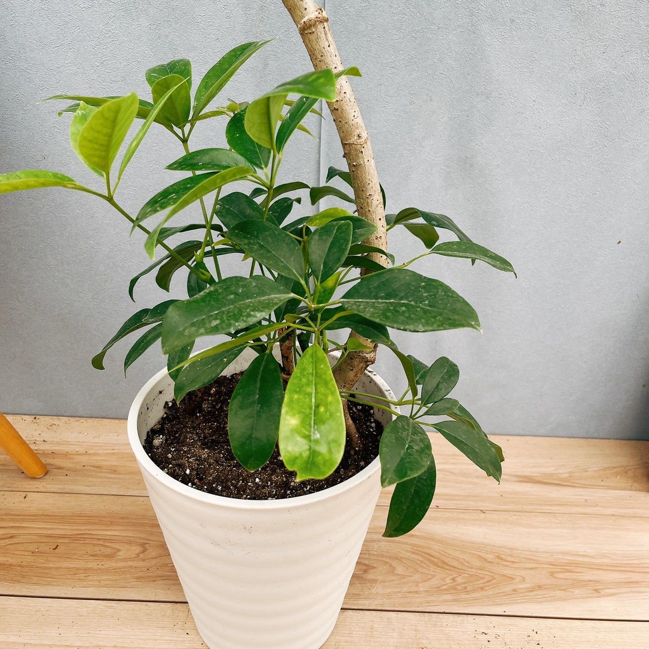 シェフレラ・チェンマイ 販売・通販［詳細ページ］ *tree tree*