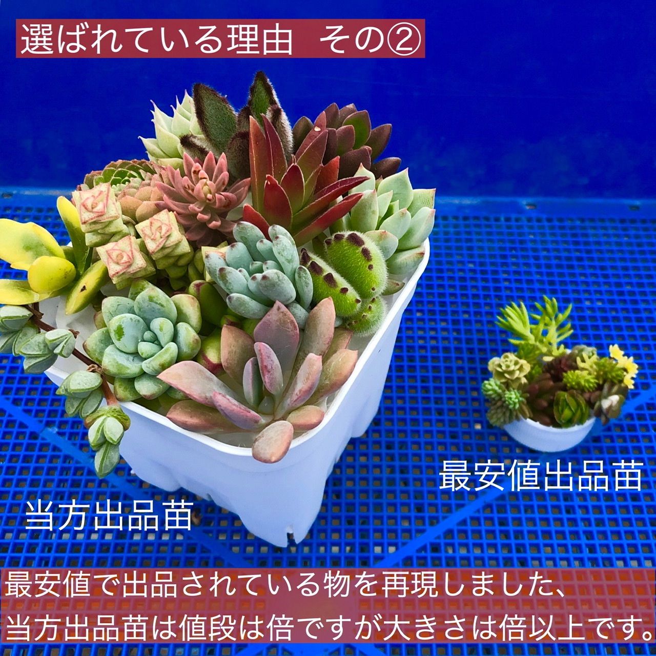 次回発送10日(金)です】多肉植物 カット苗 15品種【1週間限定 12日迄