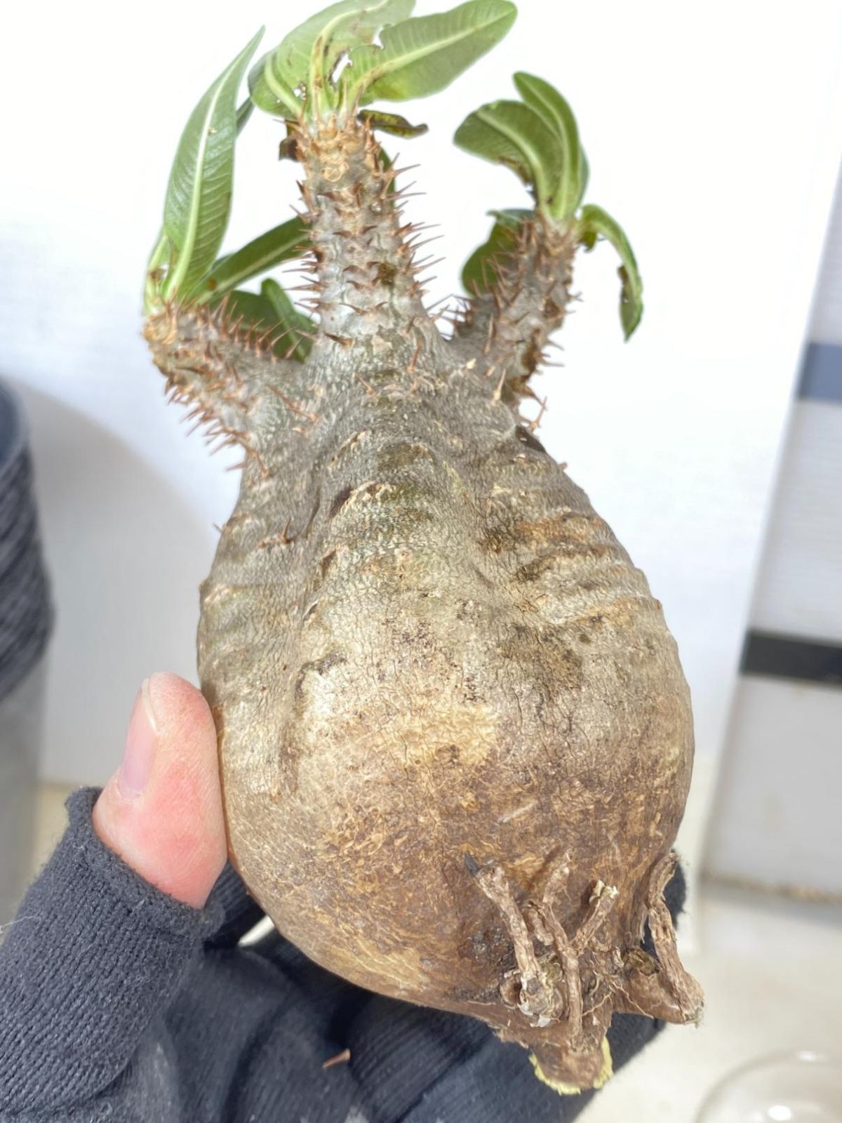 2105 「購入で塊根植物種子プレゼント」パキポディウム グラキリス S 抜き苗【塊根植物・最新到着・gracilius・根切確認済・】 - メルカリ