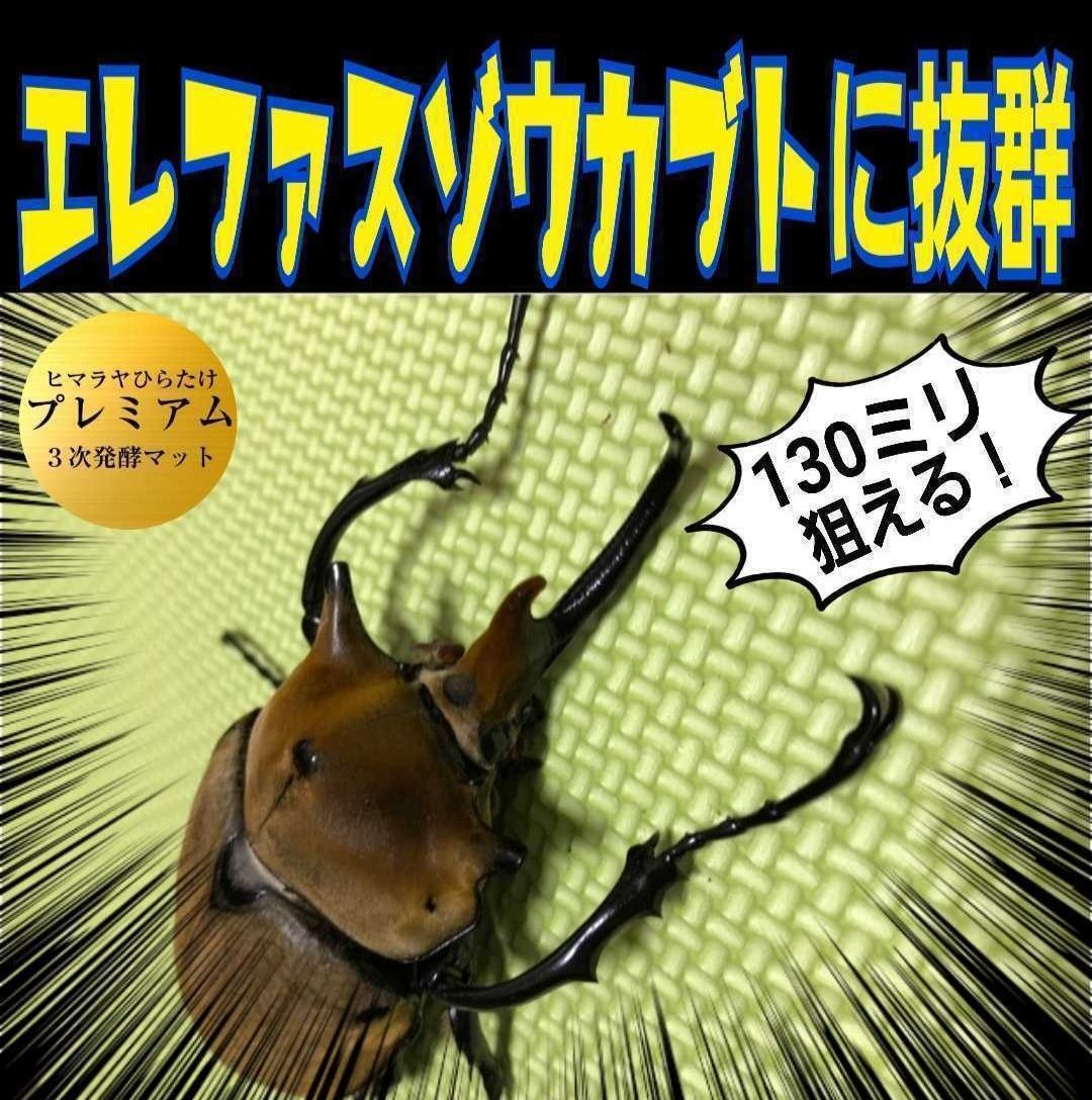 ローヤルゼリー強化配合 産卵にも抜群です