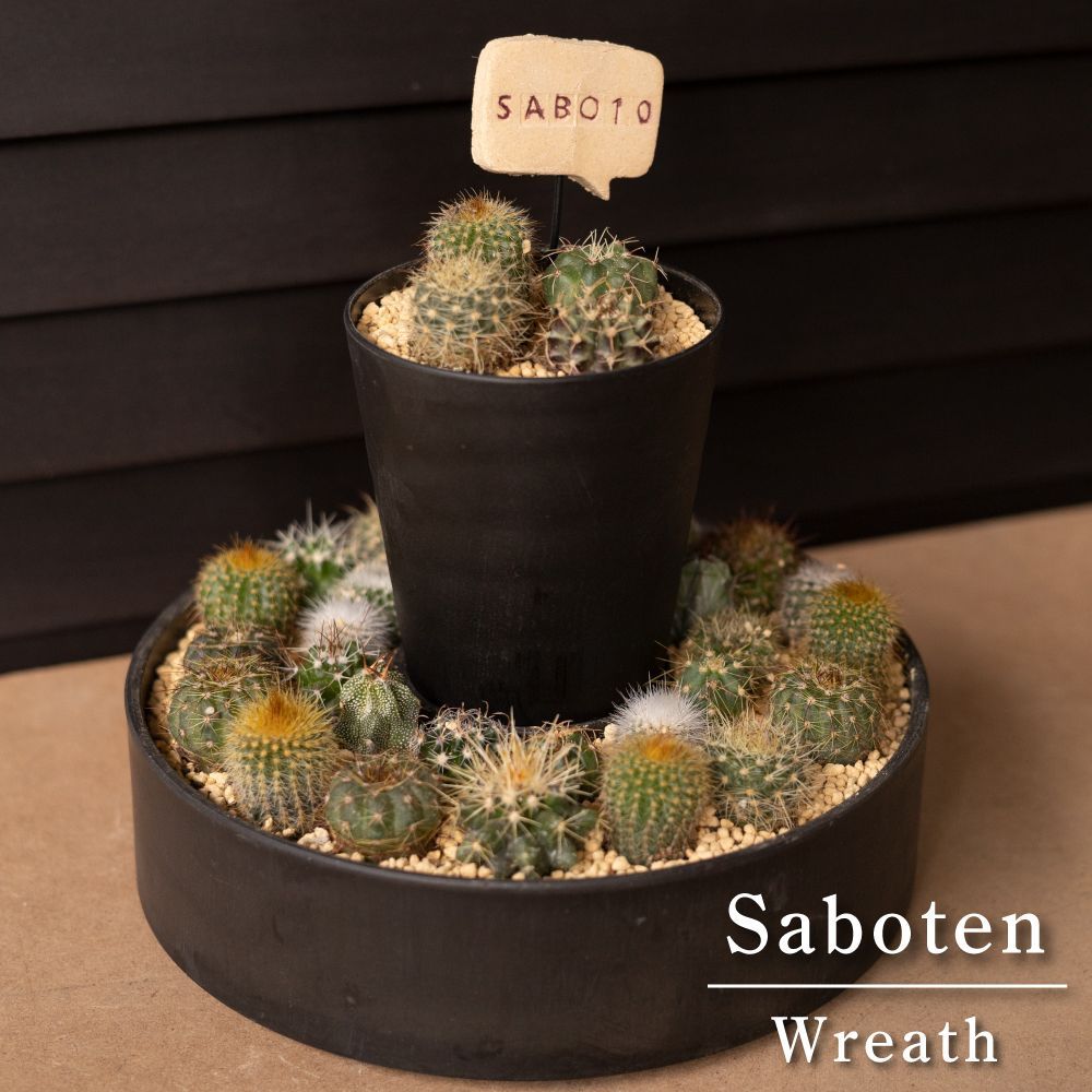 メルカリshops サボテン リース 寄せ植え 箱庭 多肉植物 ミニ 観葉植物 プレゼント ギフト メルカリshops サボテン リース 寄せ植え 箱庭 多肉植物 ミニ 観葉植物 プレゼント ギフト