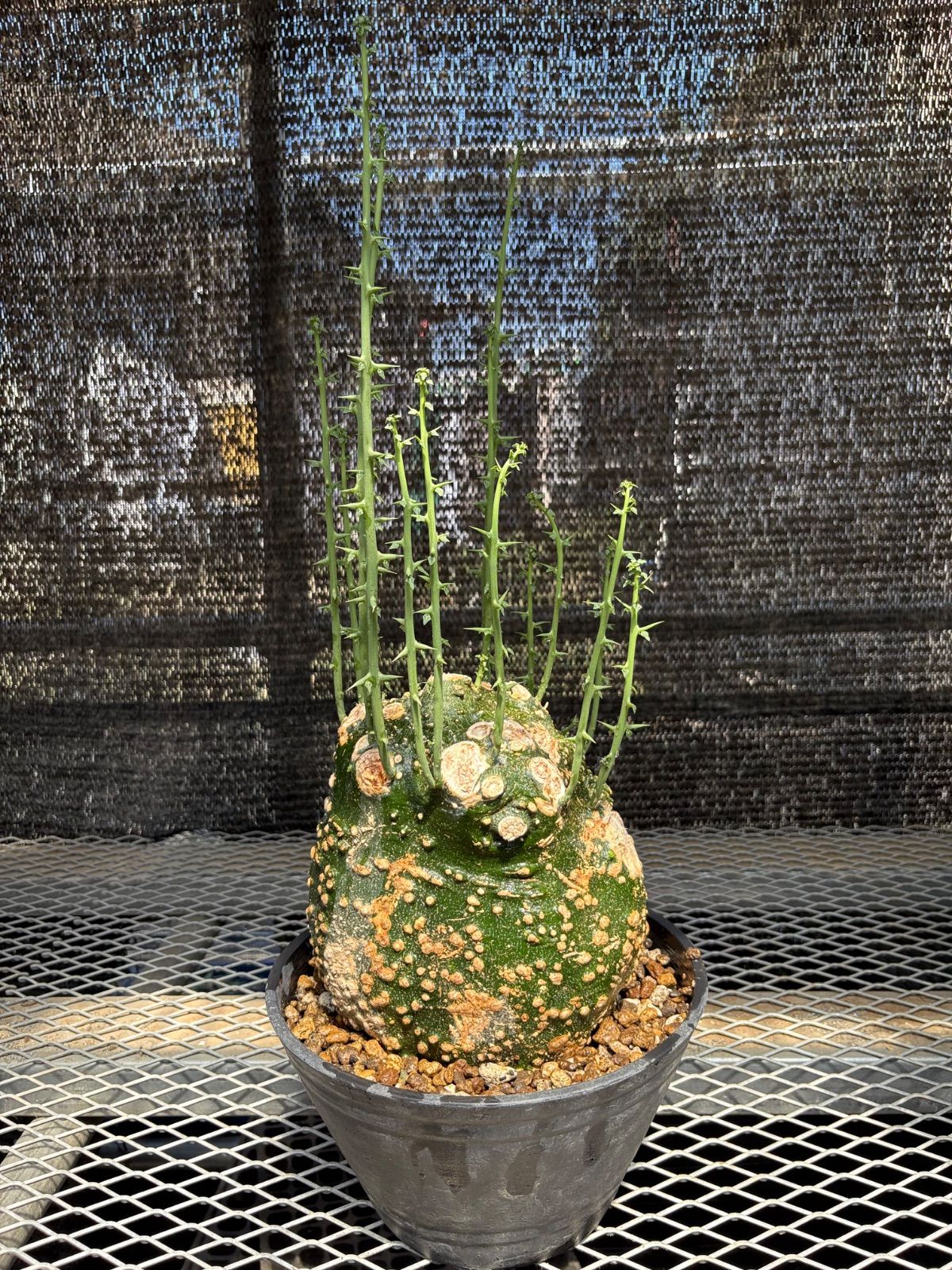 その他観葉植物 masa 観葉植物 masa様