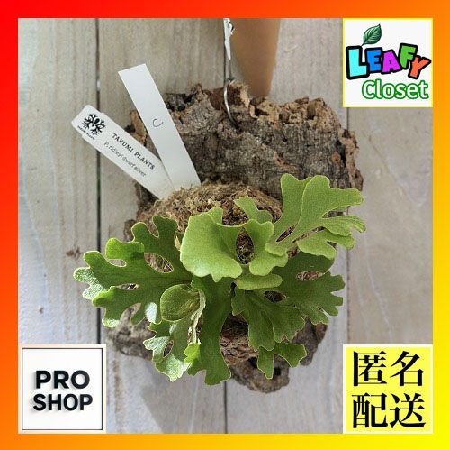 観葉植物 コウモリラン ビカクシダ リドレイ ドワーフ シルバー 個体C 現品 インテリアグリーン 壁掛け おしゃれ かわいい 506254