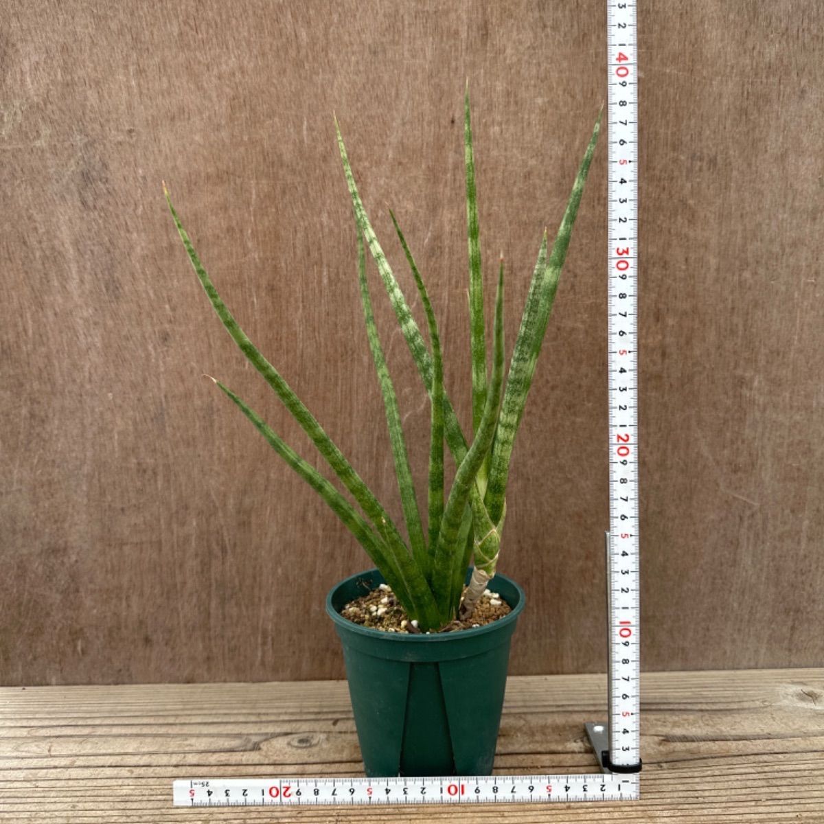サンセベリア　ブンルートーチ　（レアプランツ　観葉植物） 園芸ネット本店｜サンセベリア：ブンルートーチ（斑入） 3.5号鉢植え23