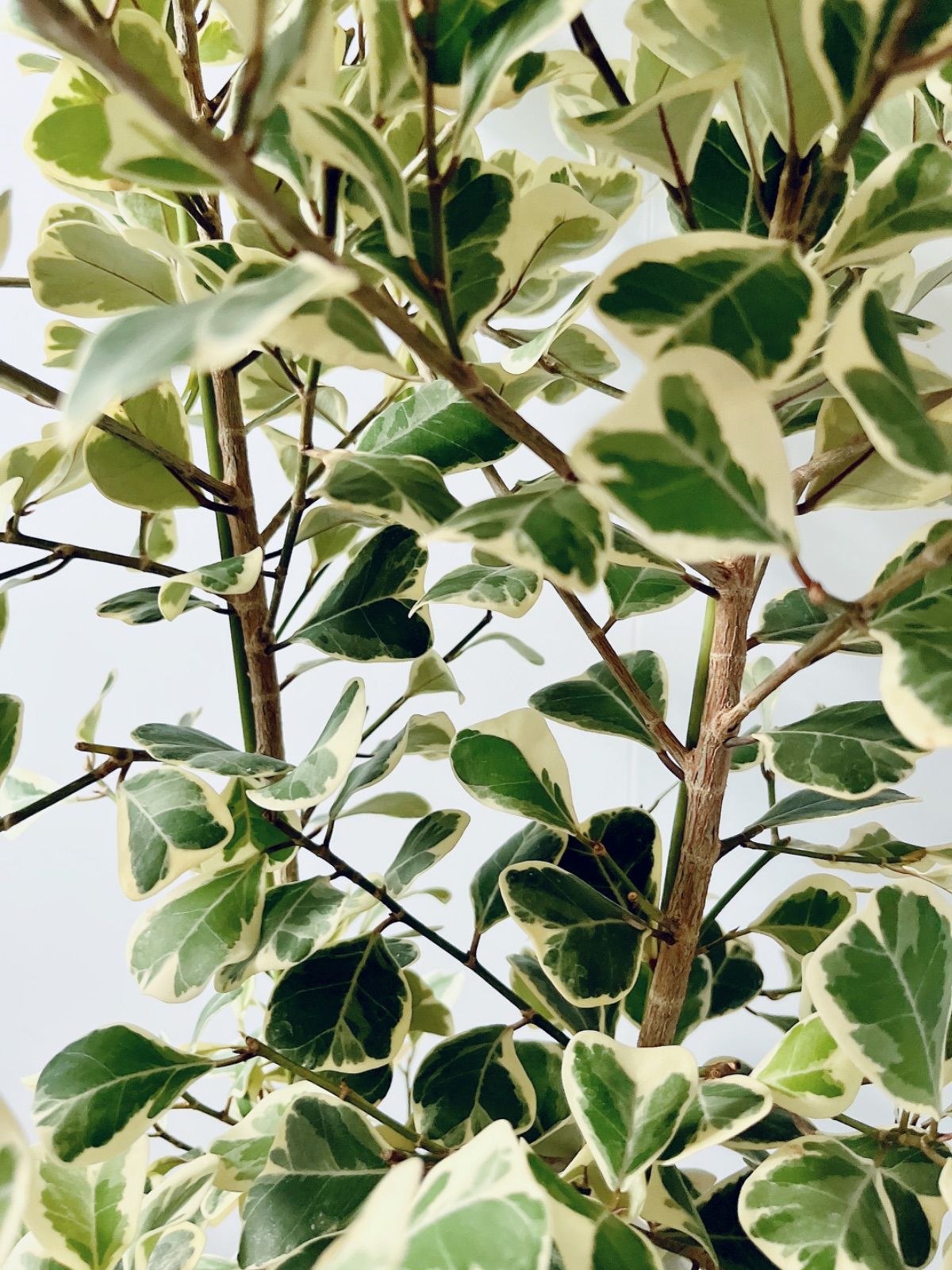 再入荷 フィカス スウィートハート 2株植え 登録品種 観葉植物 calm cafe