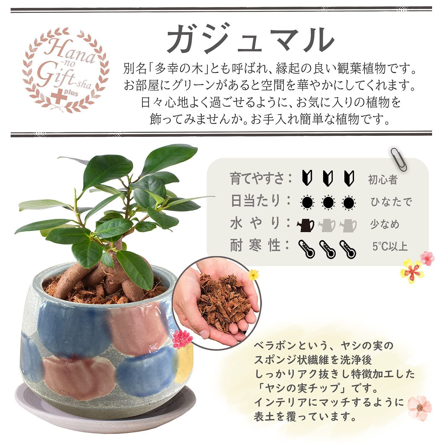 がじゅまる