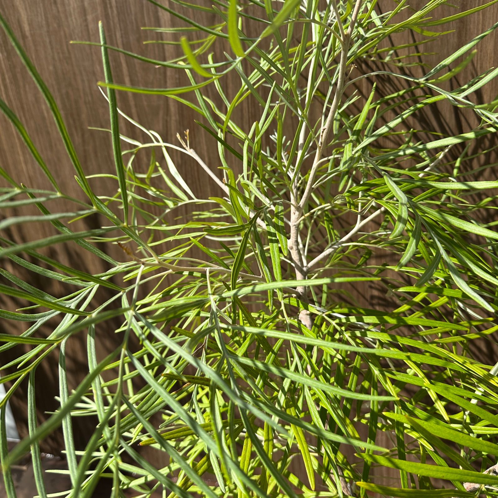 現品】④ グレビレア バンクシー 8号 オージープランツ ① - メルカリ