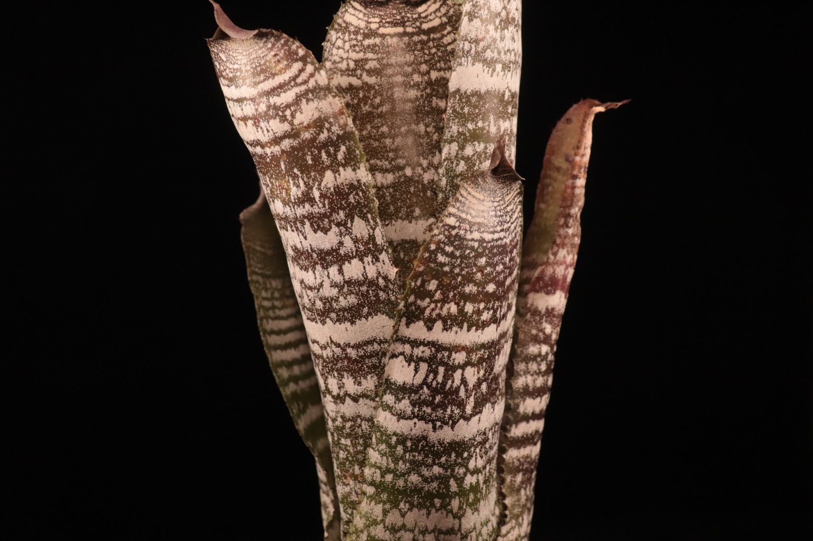 Hohenbergia correia-araujoi〔ホヘンベルギア〕現品発送H204