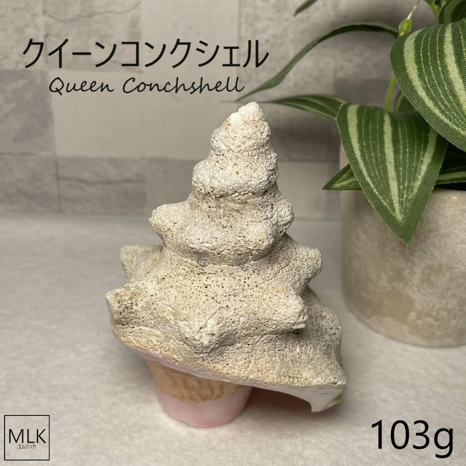 母性・繁栄の象徴／ クイーンコンクシェル 母貝 103g 【一点もの 
