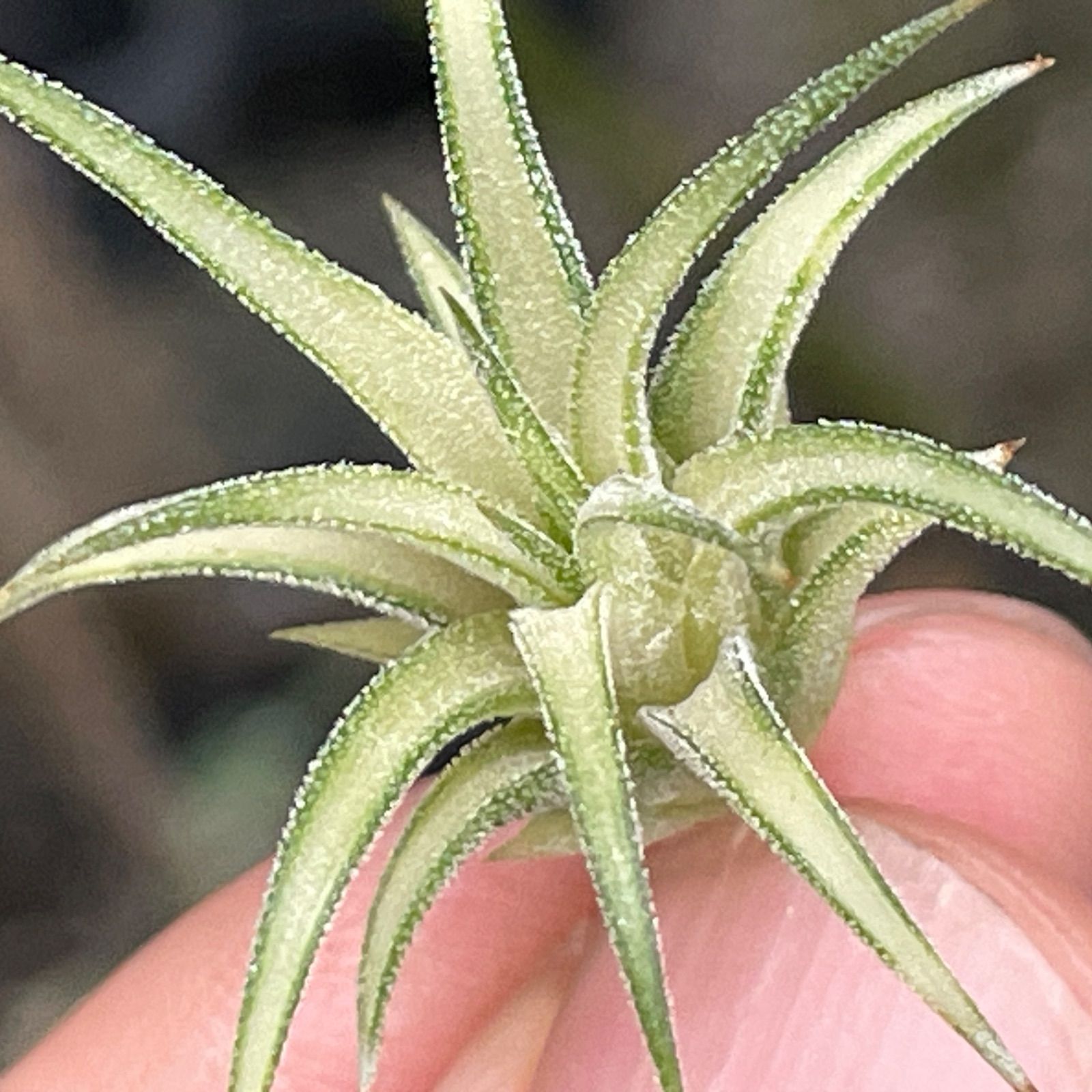 φ3.5×3.5]チランジア イオナンタ アルボマルギナータTillandsia