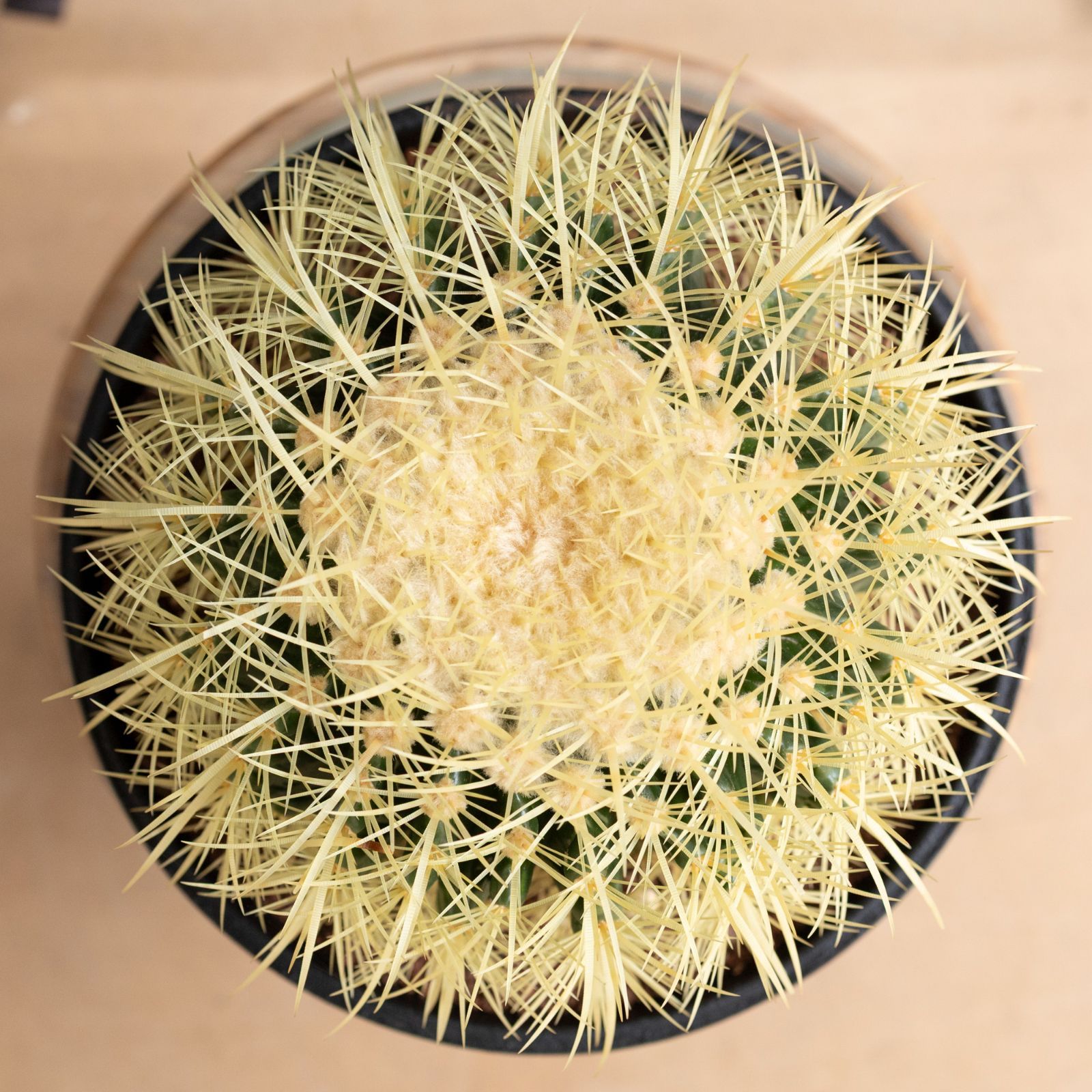 キンシャチ 陶器鉢