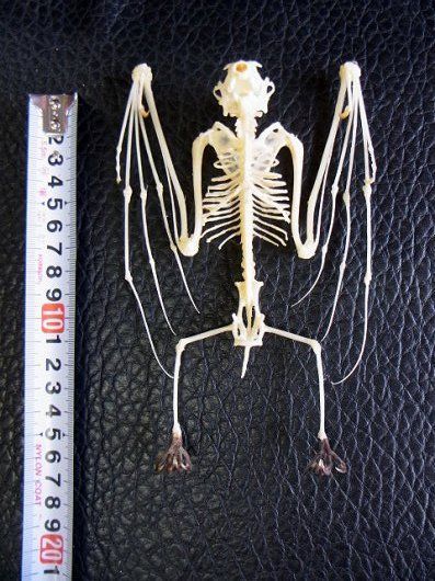 羽を広げた デマレルーセットオオコウモリの全身骨格標本 - メルカリ